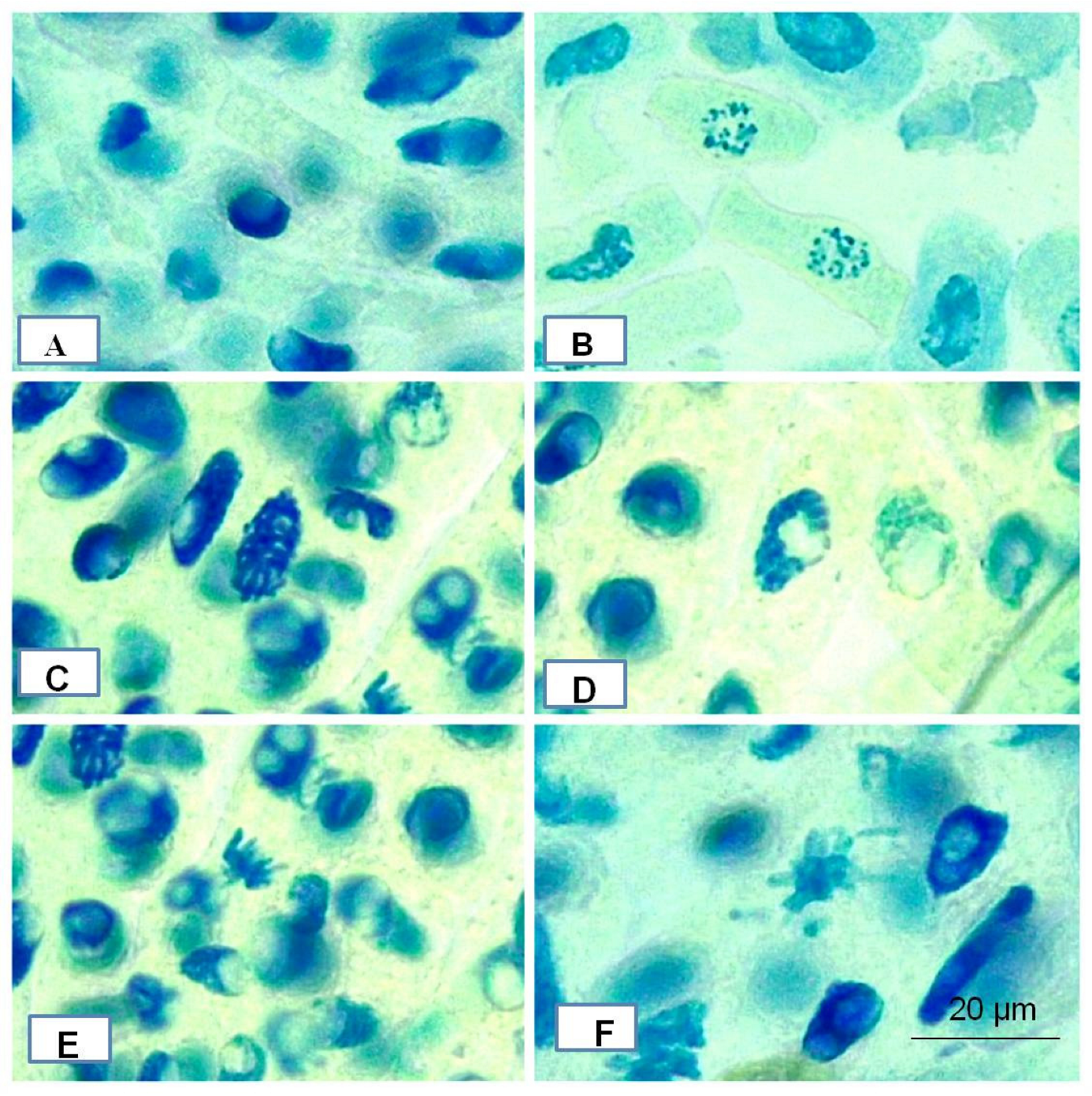 Pharmaceutics 16 01025 g011