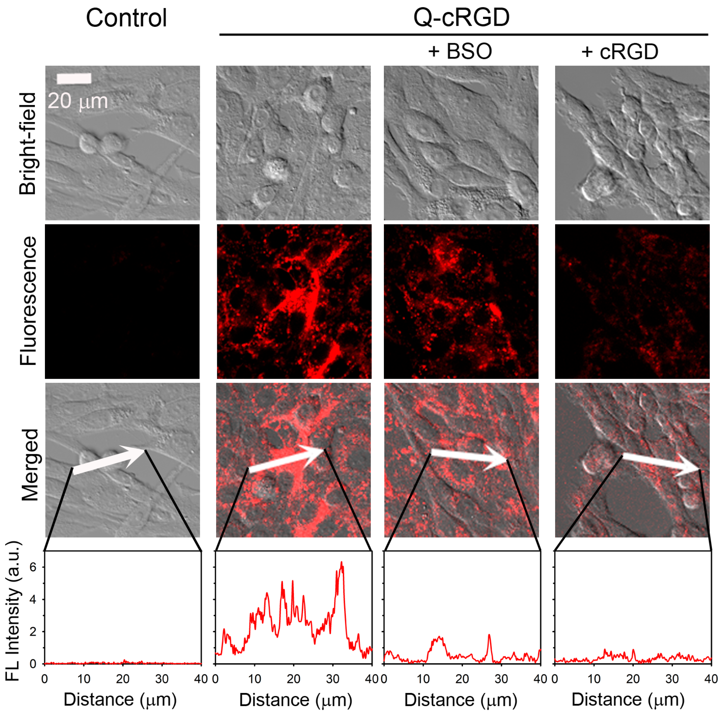 Pharmaceutics 16 01034 g004 Pharmaceutics 16 01034 g004