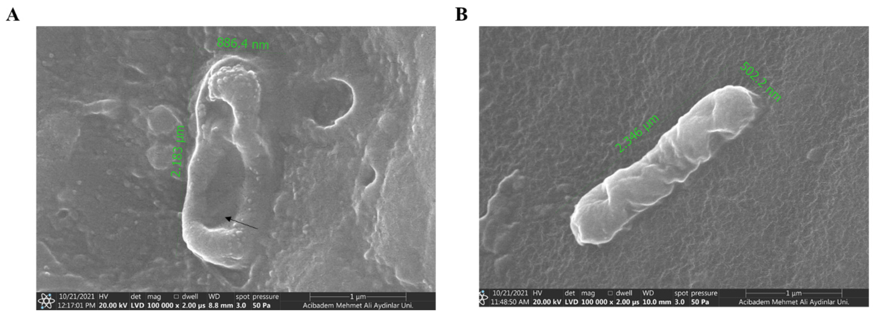Pharmaceutics 16 01045 g009