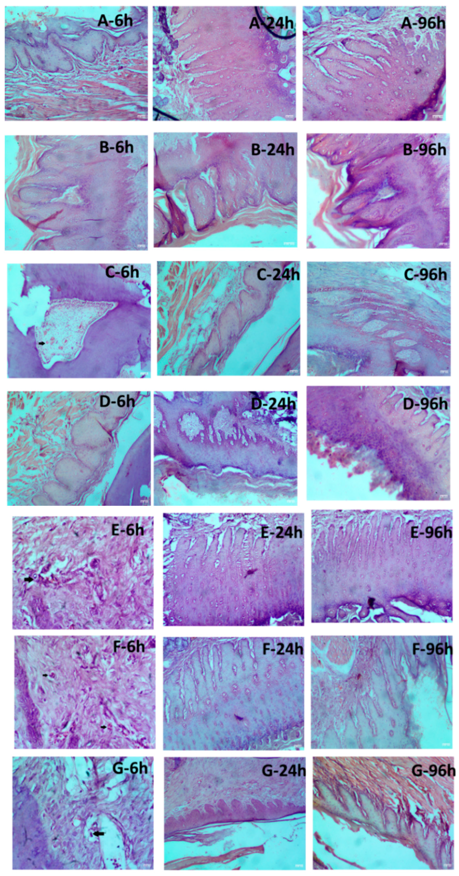 Pharmaceutics 16 01058 g004