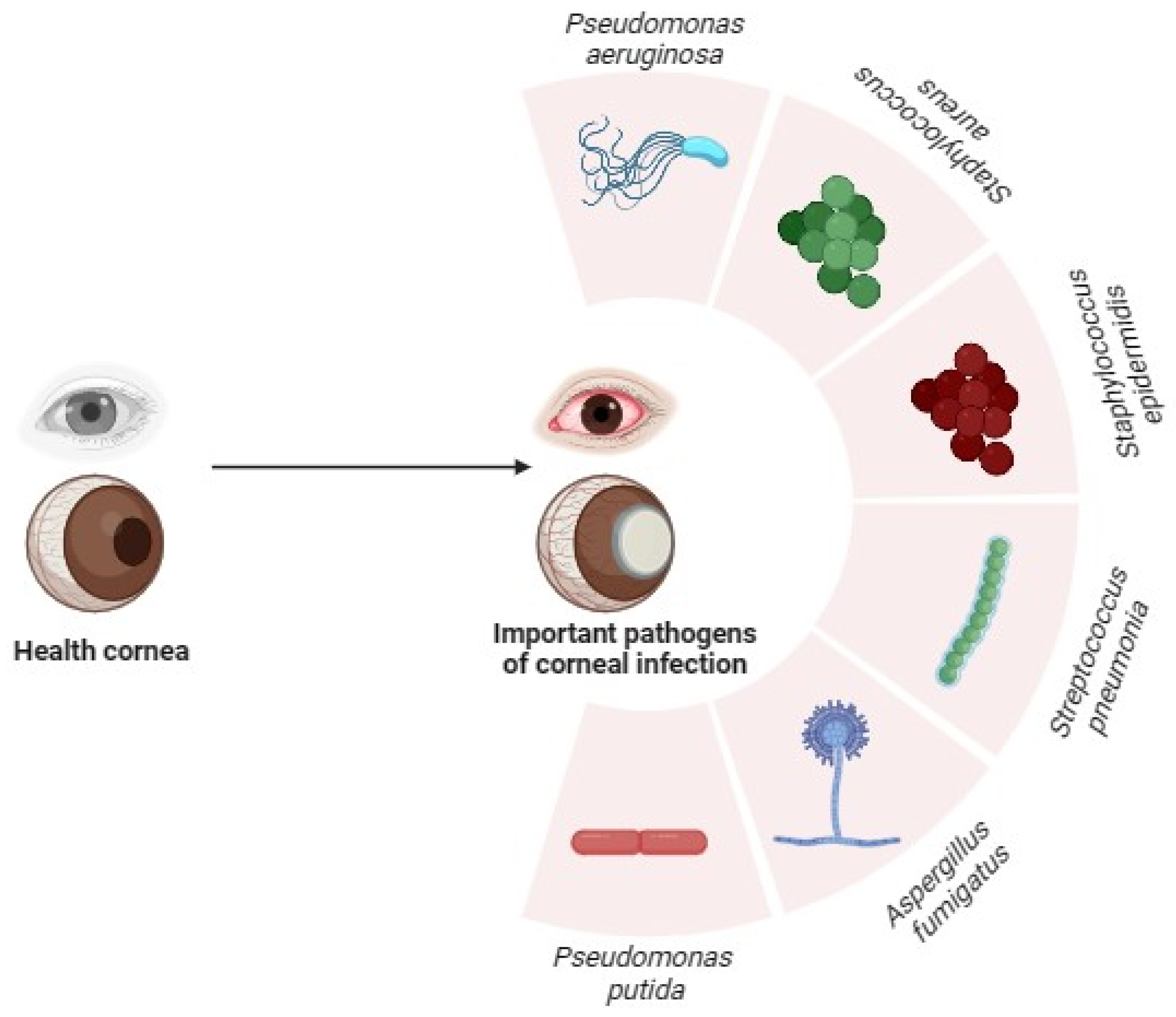 Pharmaceutics 16 01074 g001 Pharmaceutics 16 01074 g001
