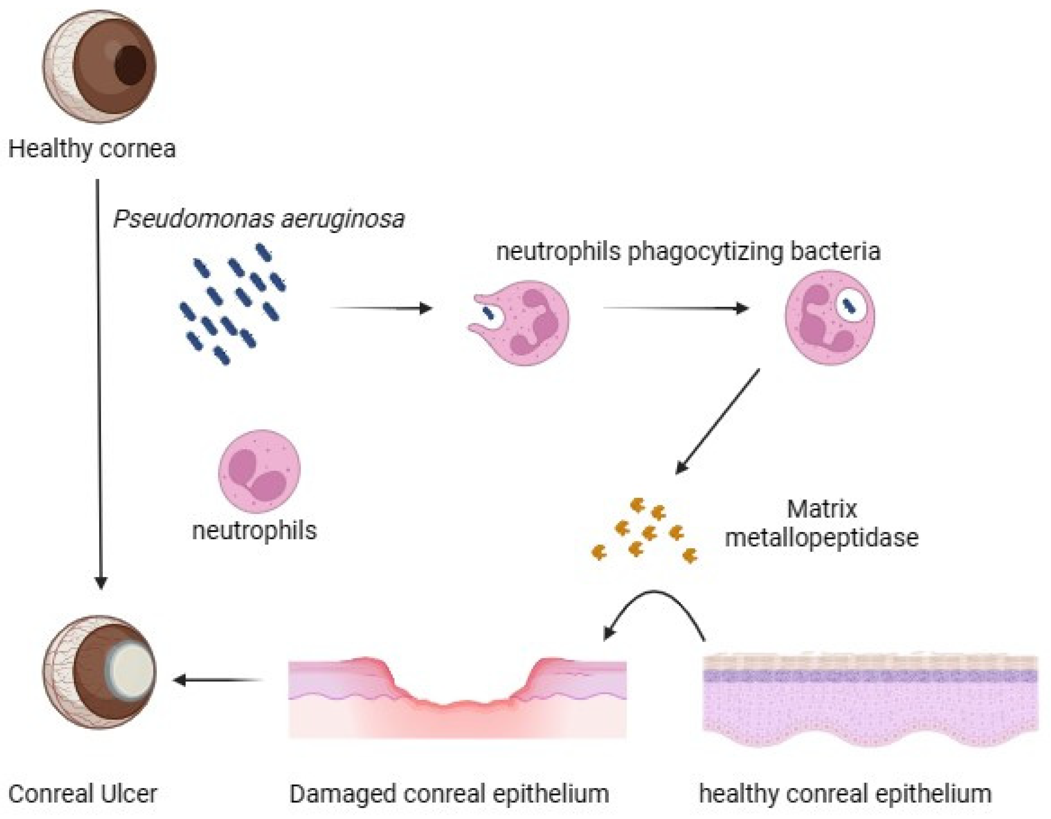 Pharmaceutics 16 01074 g002 Pharmaceutics 16 01074 g002
