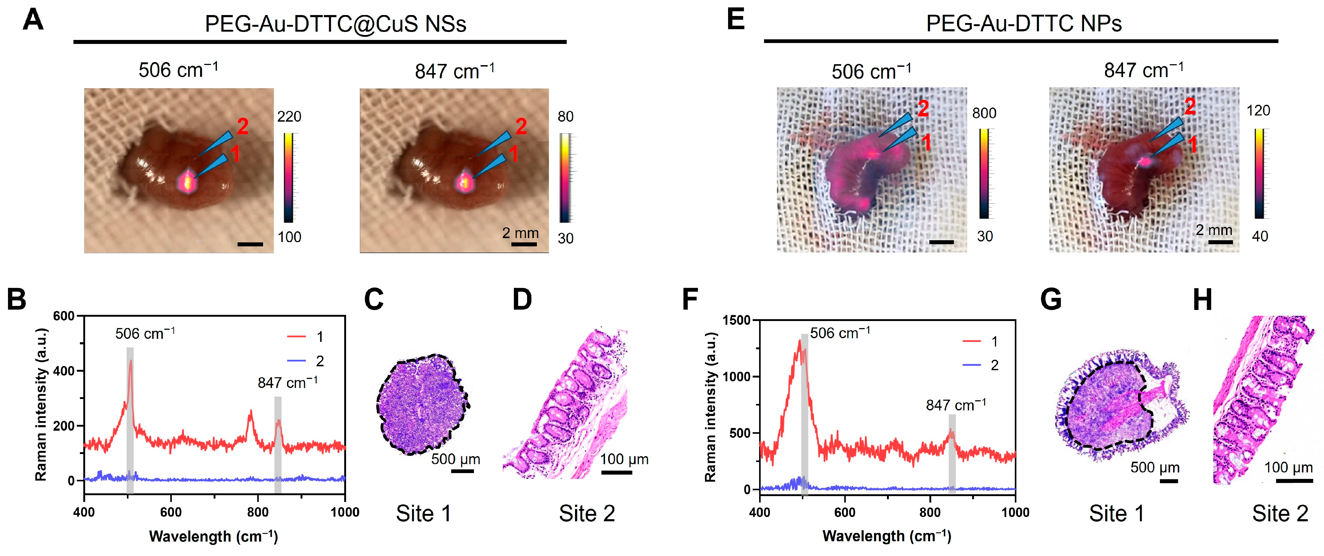 Pharmaceutics 16 01089 g006