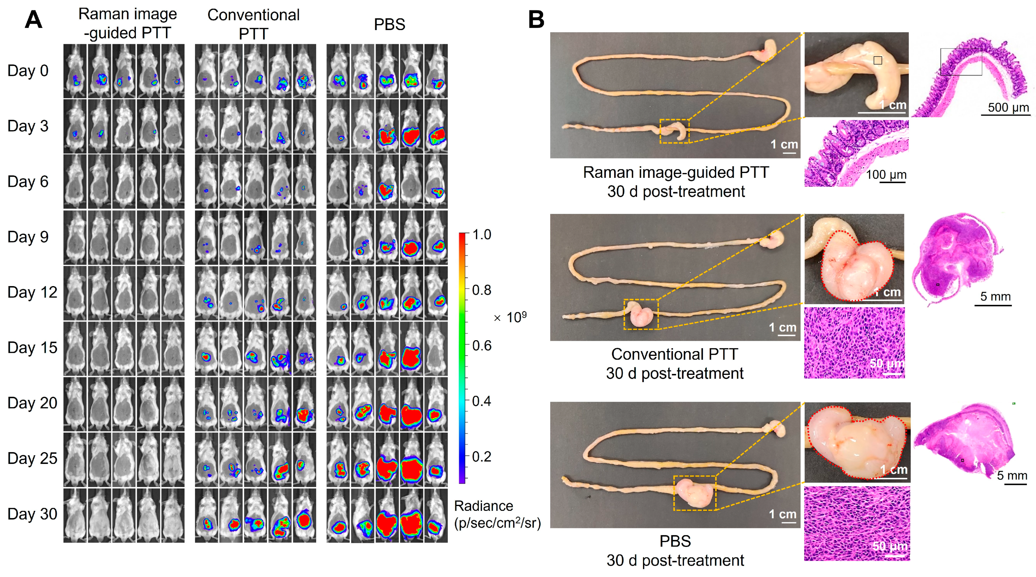 Pharmaceutics 16 01089 g007