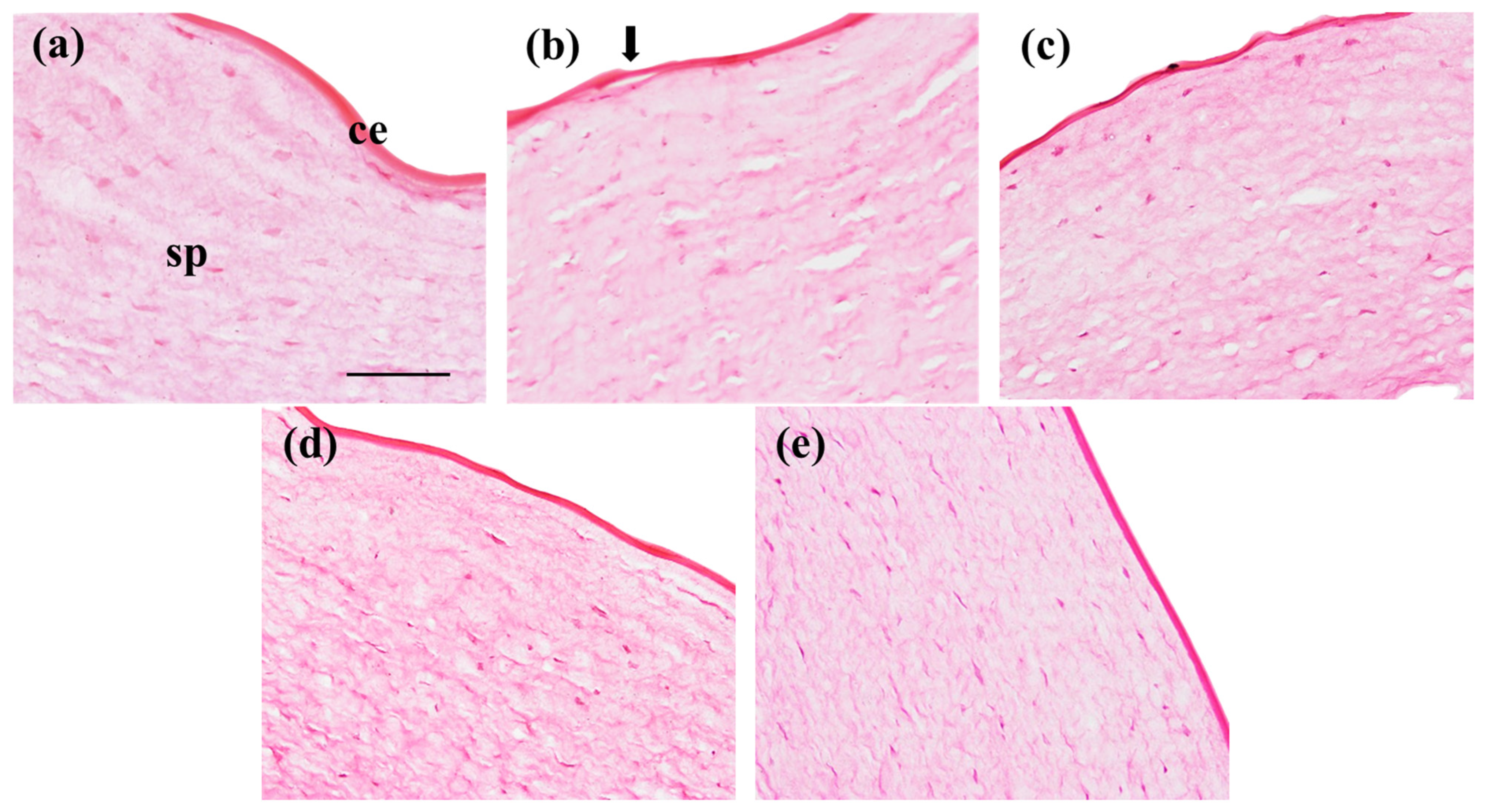 Pharmaceutics 16 01092 g010