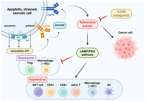 Targeting the Adenosine A2A Receptor as a Novel Therapeutic Approach ...