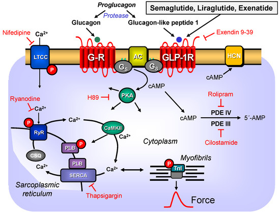 does semaglutide interact with adderall Contractile Effects of Semaglutide in the Human Atrium