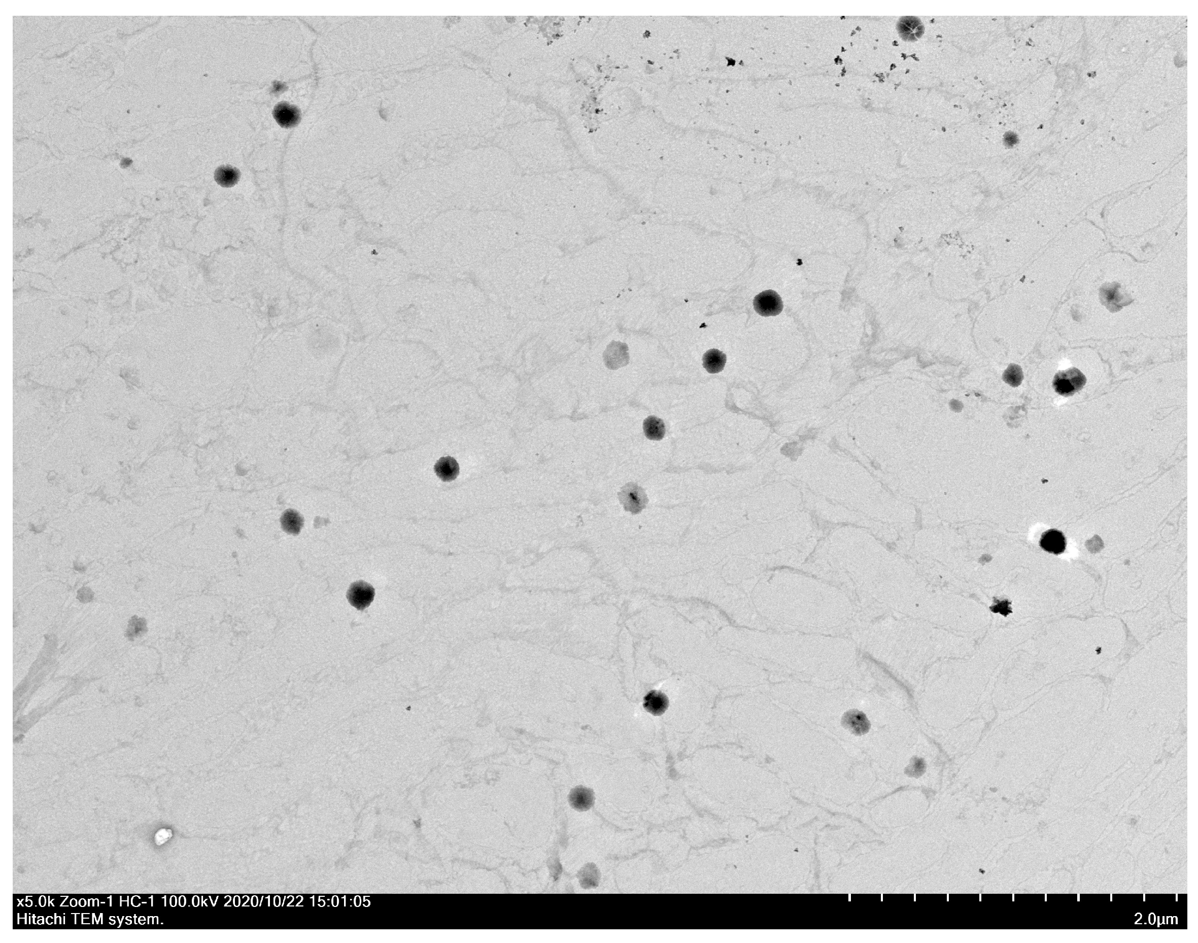 Pharmaceutics 16 01147 g004