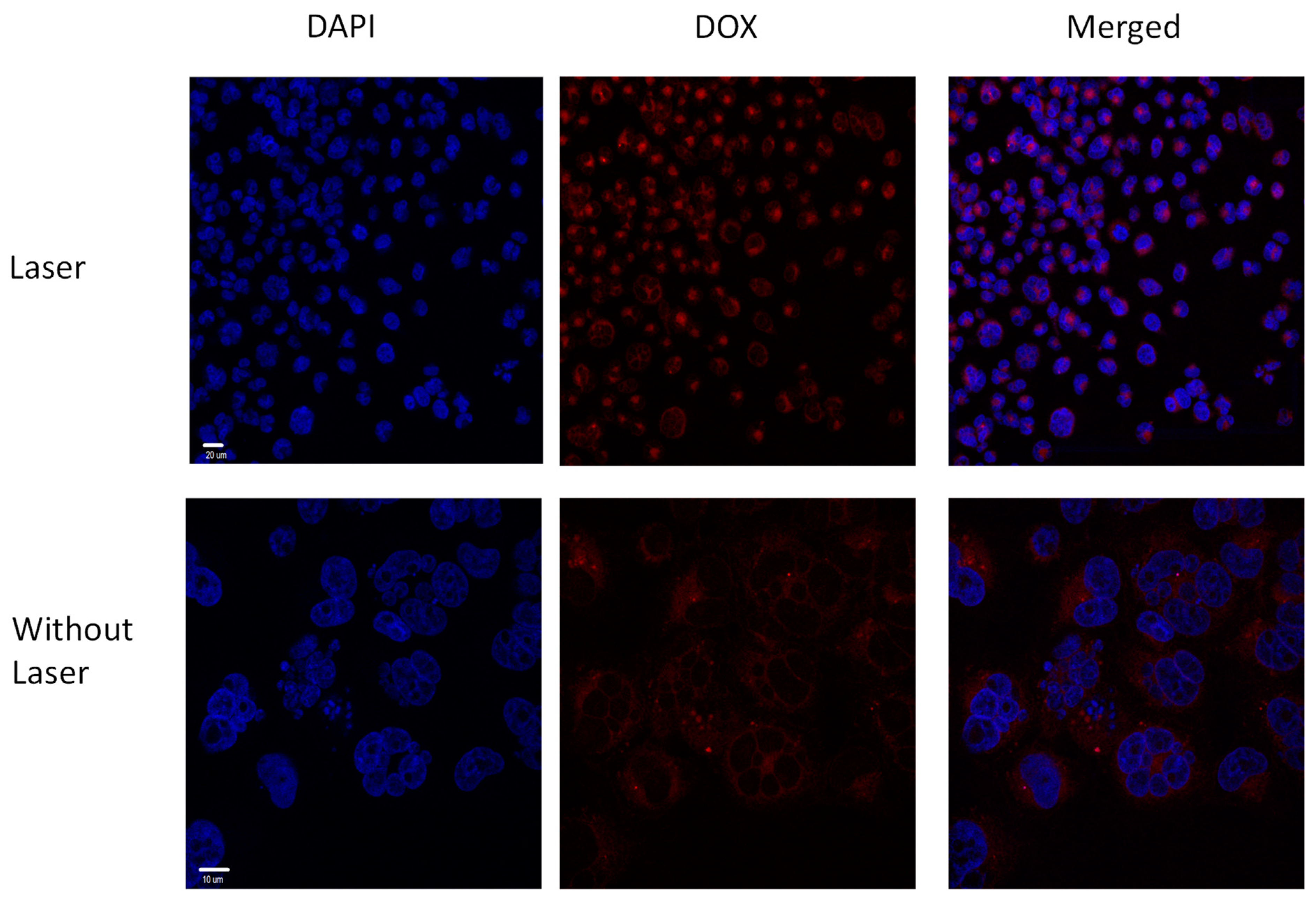 Pharmaceutics 16 01164 g005