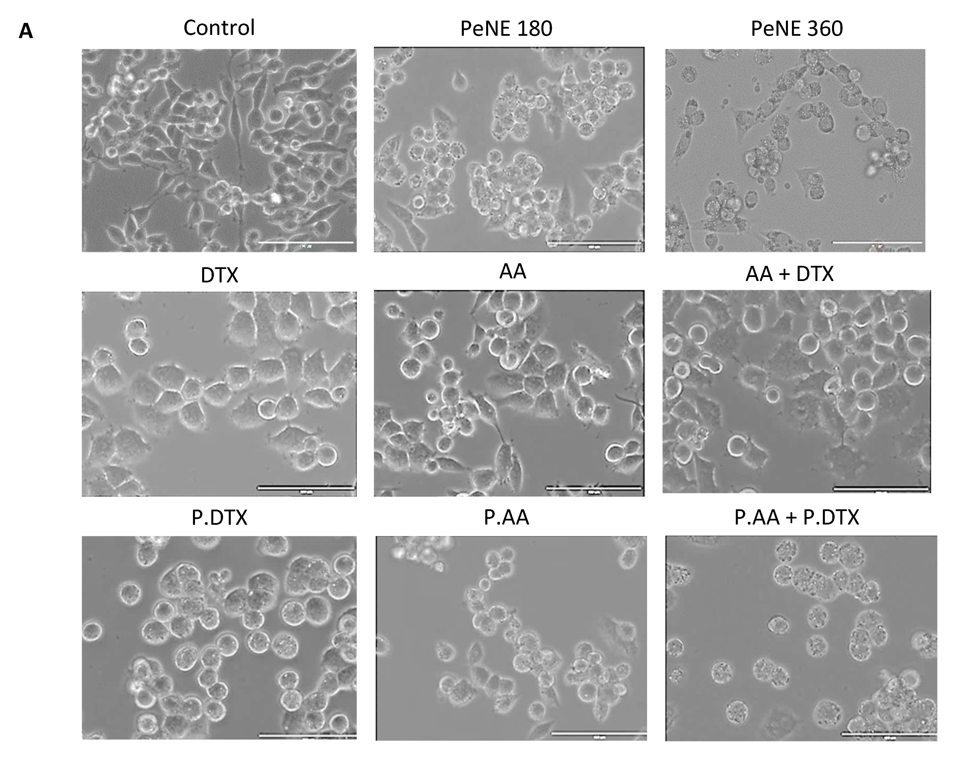 Pharmaceutics 16 01170 g005a