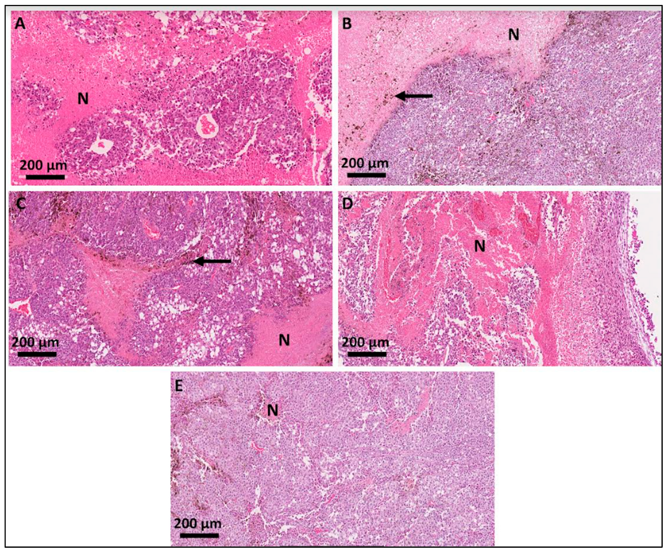 Pharmaceutics 16 01177 g003