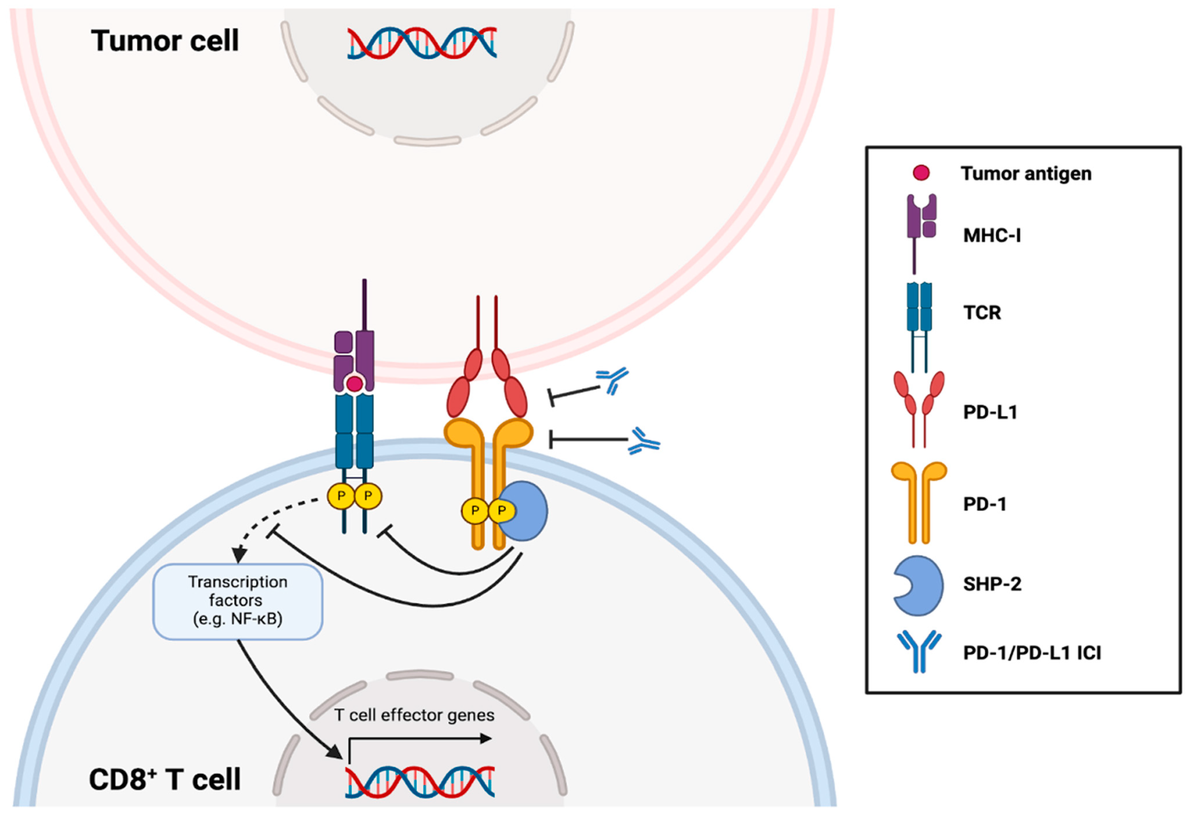 Pharmaceutics 16 01181 g001