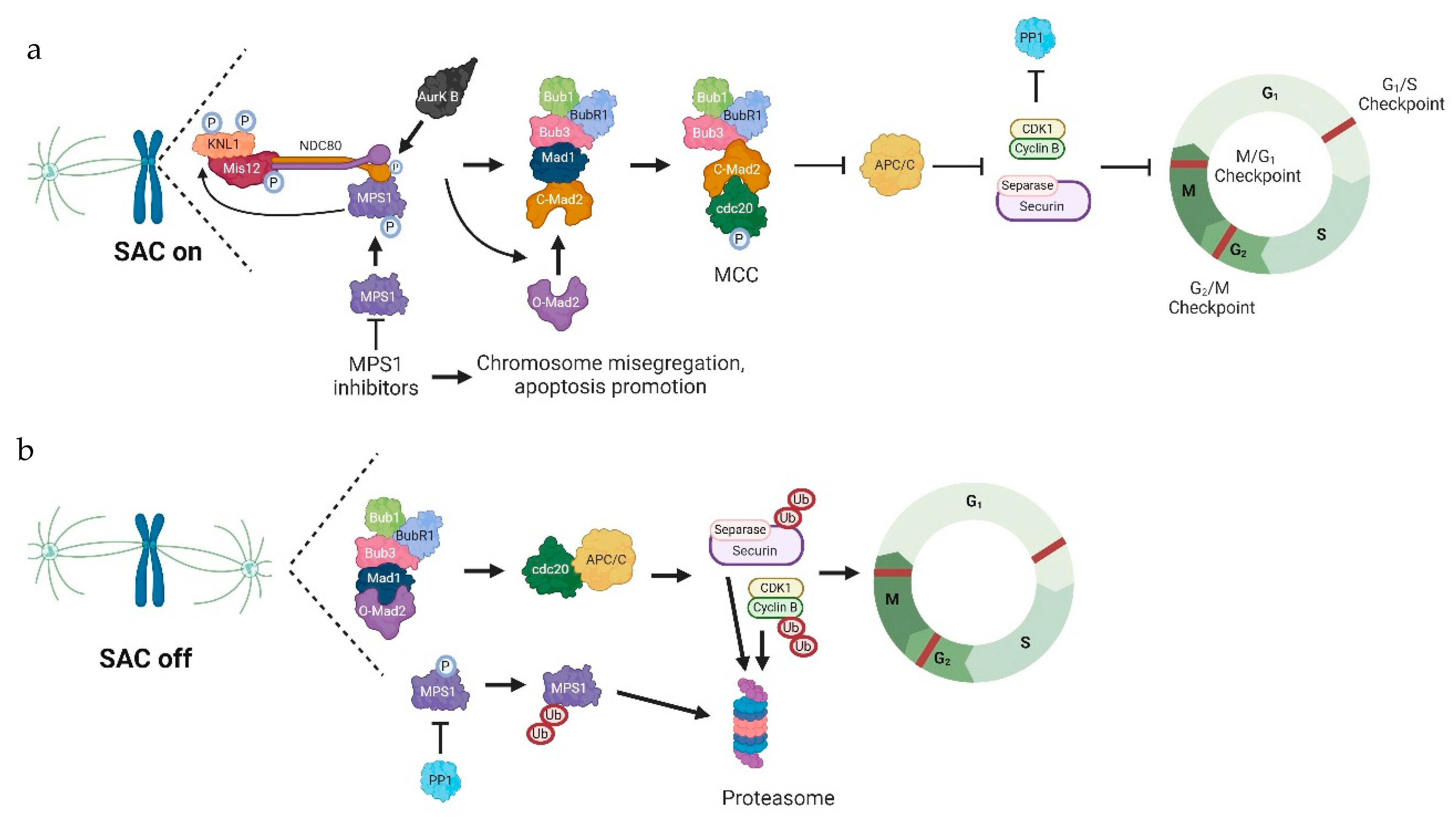 Pharmaceutics 16 01196 g002 Pharmaceutics 16 01196 g002