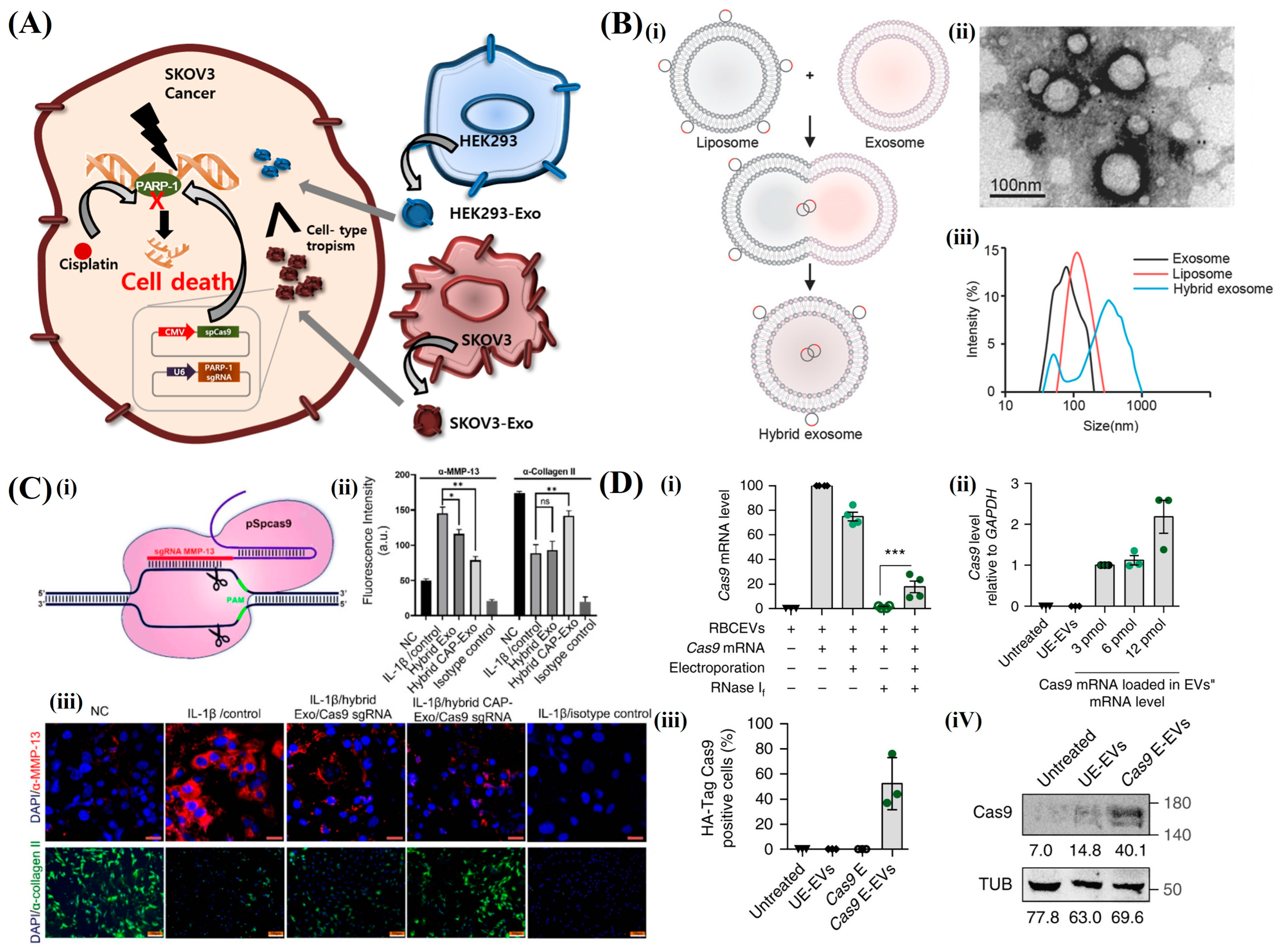 Pharmaceutics 16 01197 g008