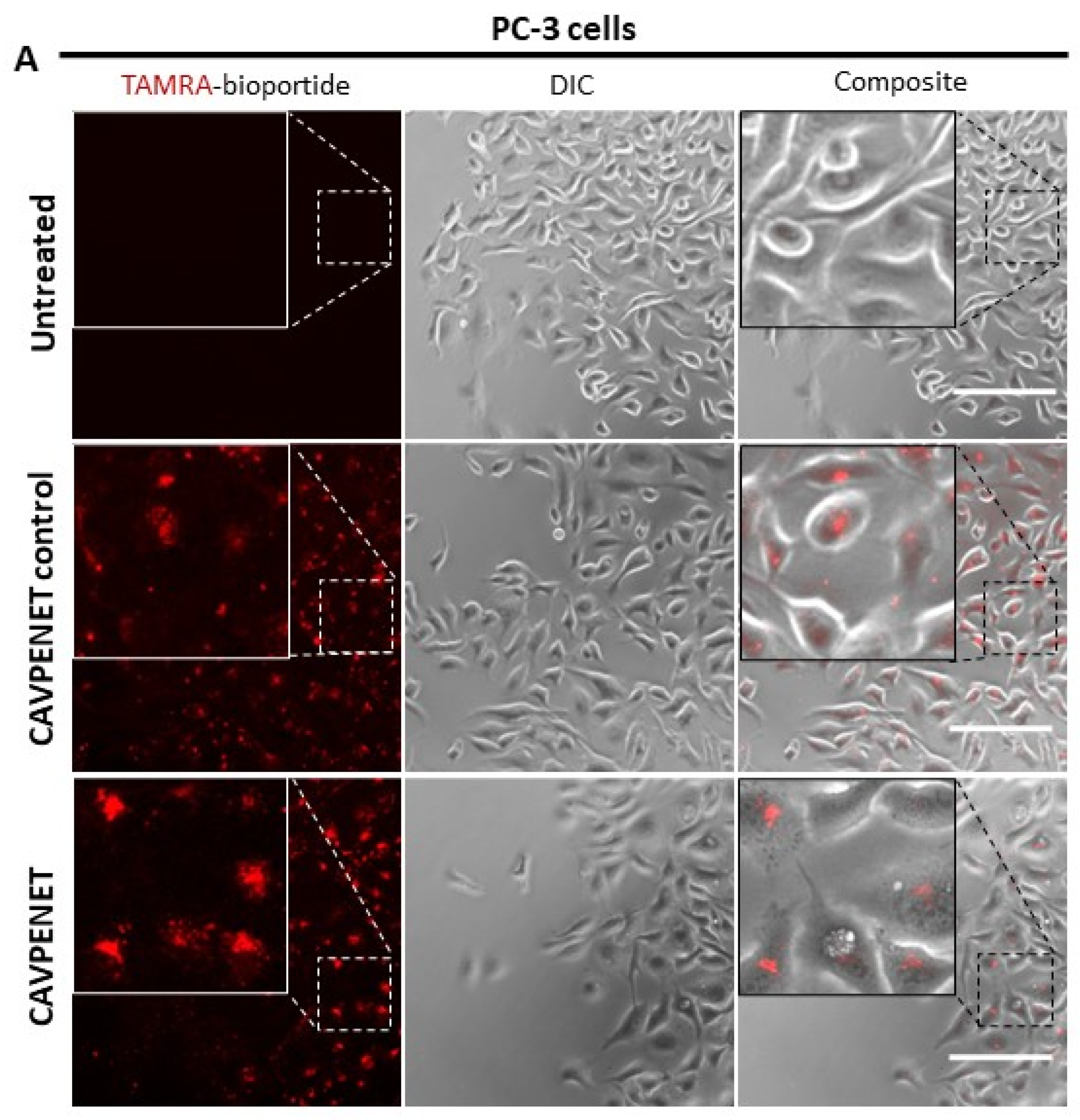 Pharmaceutics 16 01199 g001a Pharmaceutics 16 01199 g001a