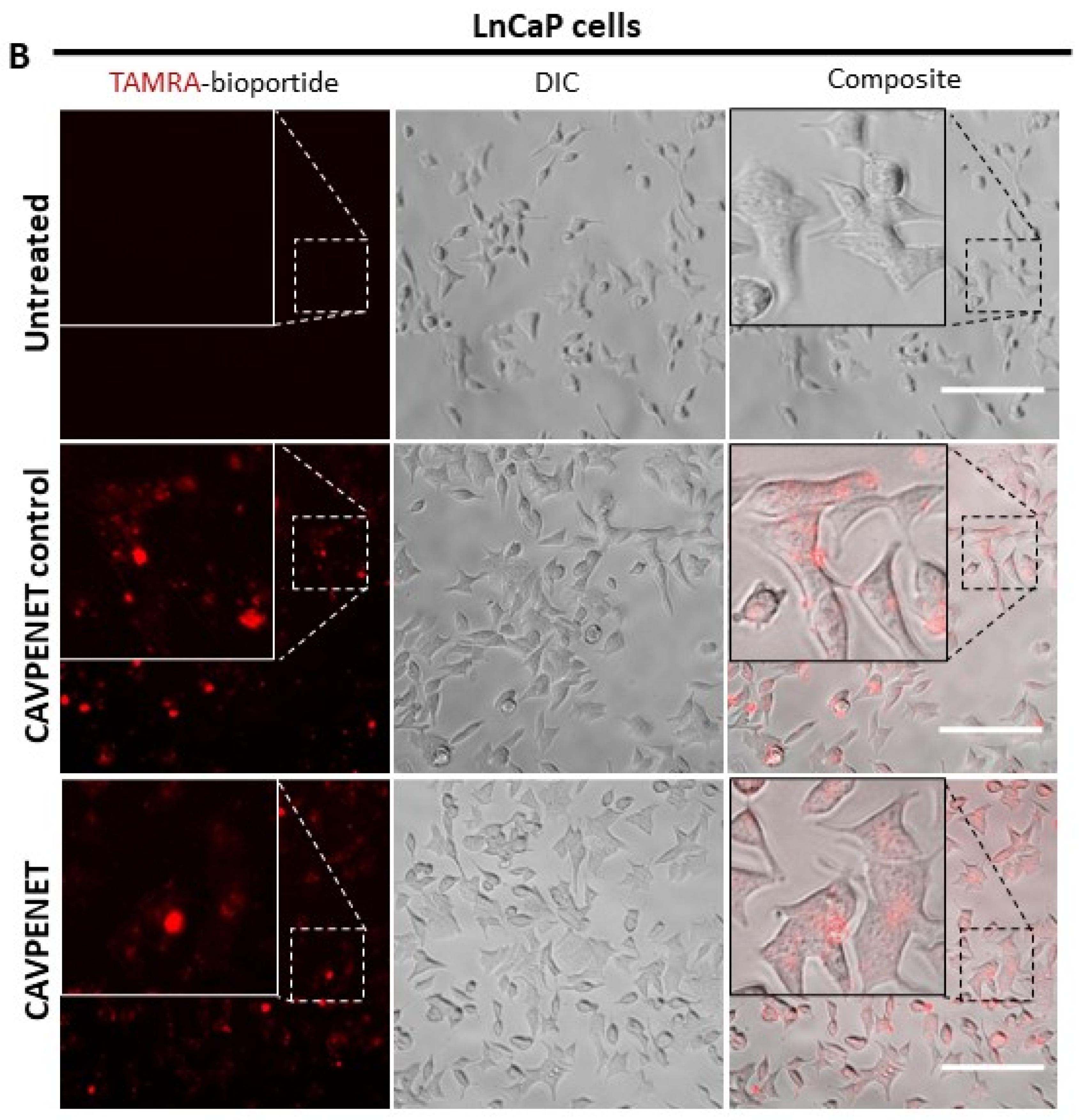 Pharmaceutics 16 01199 g001b Pharmaceutics 16 01199 g001b