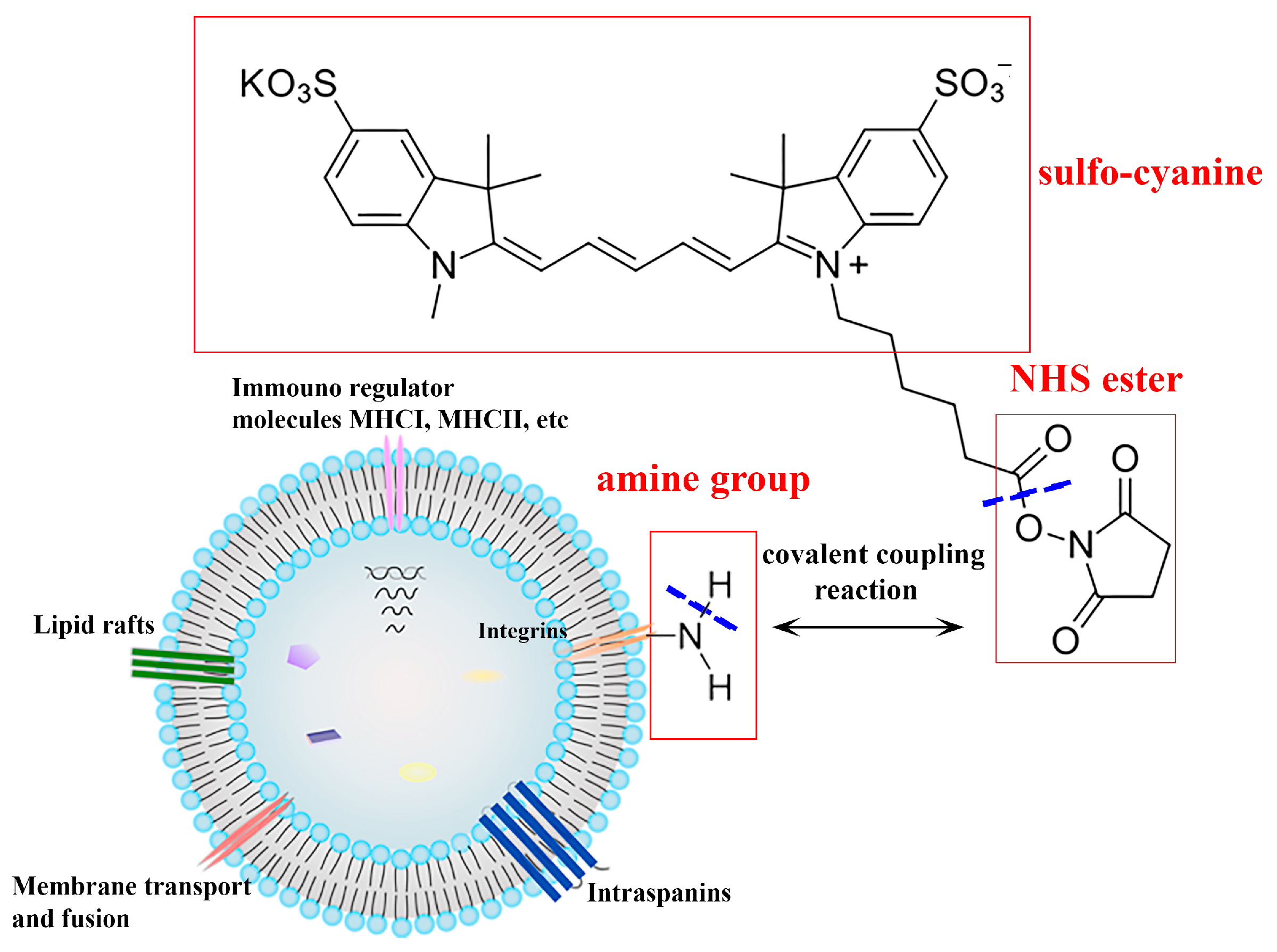 Pharmaceutics 16 01206 g002