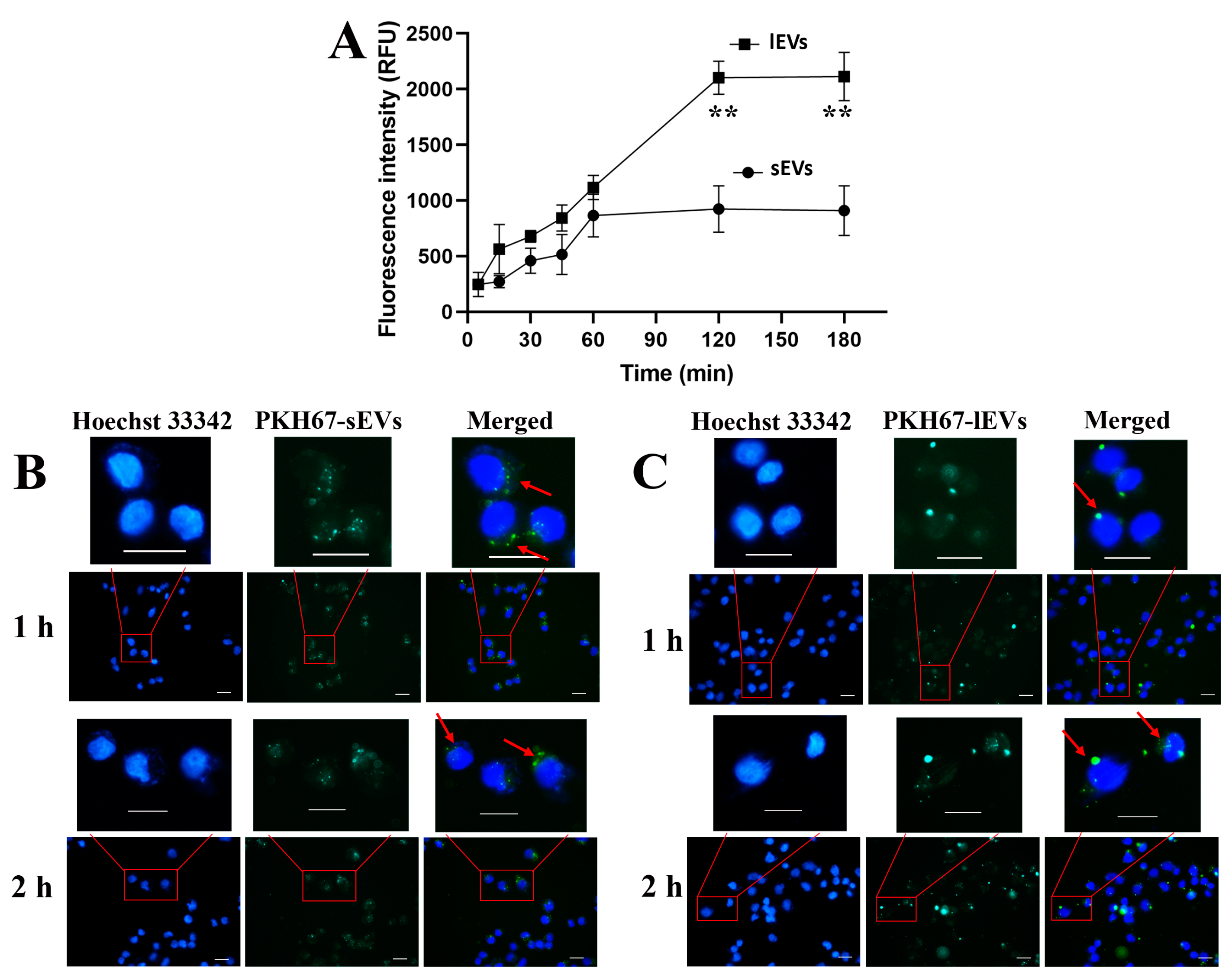 Pharmaceutics 16 01206 g005
