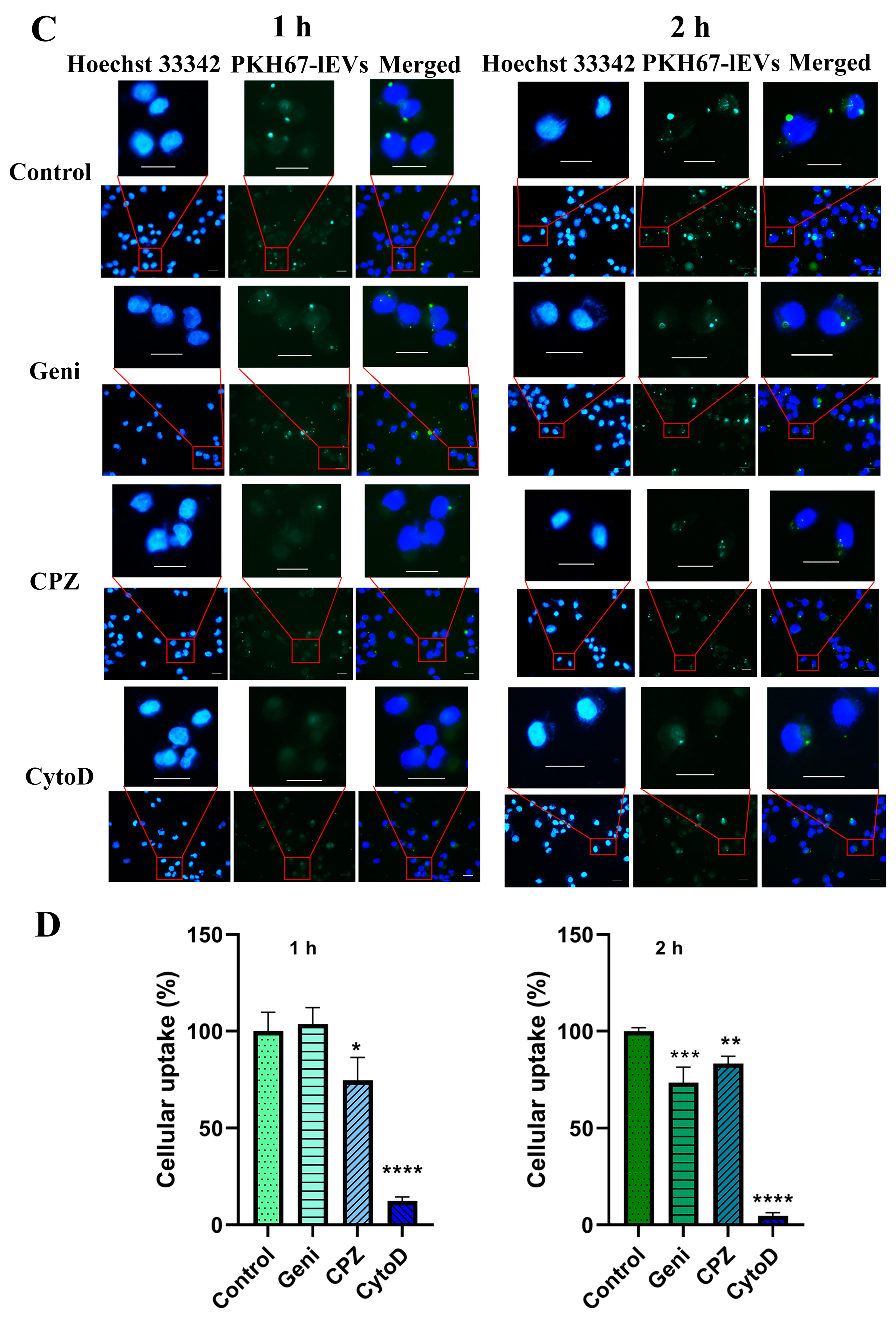 Pharmaceutics 16 01206 g007b