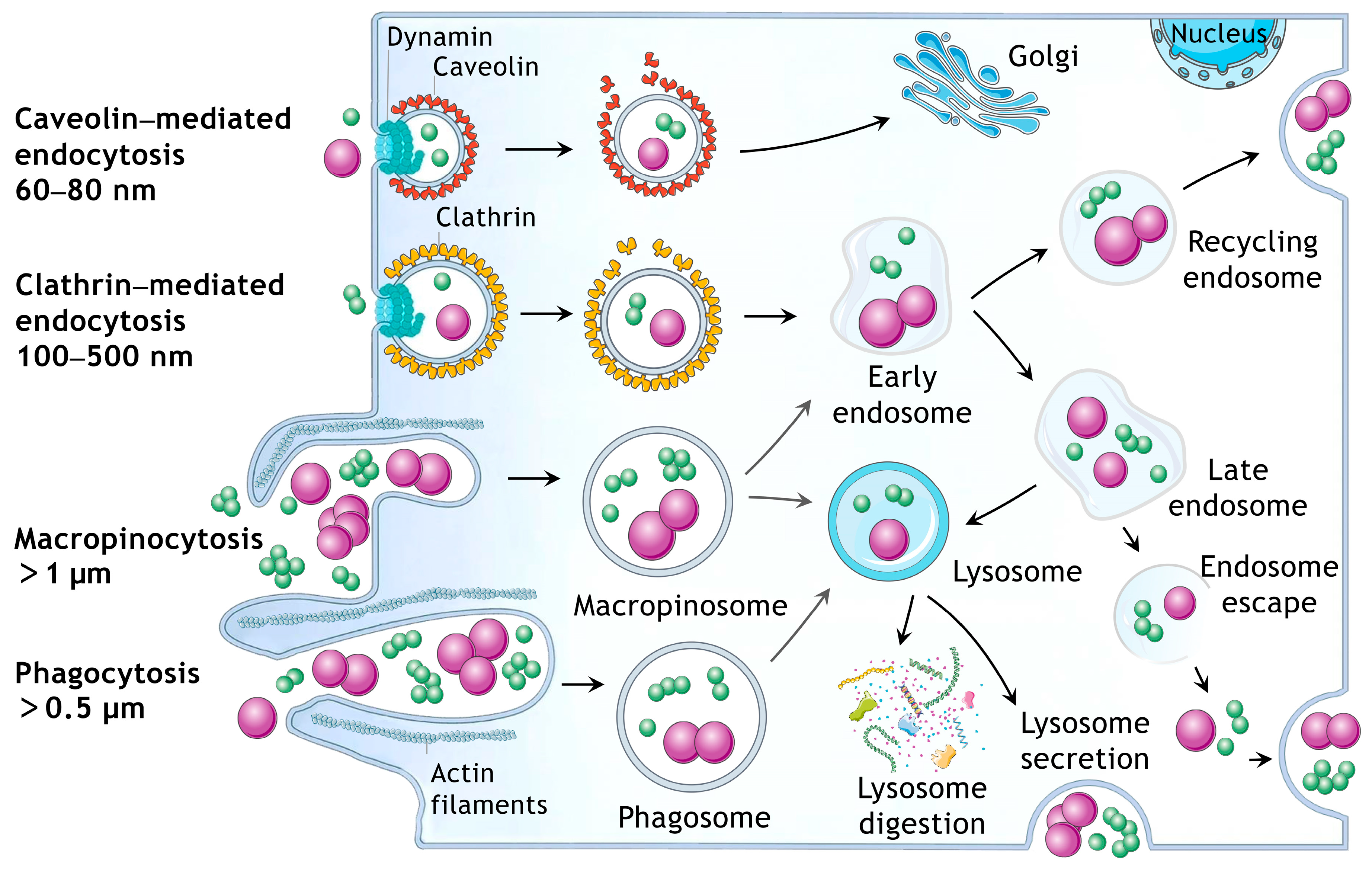 Pharmaceutics 16 01206 g008