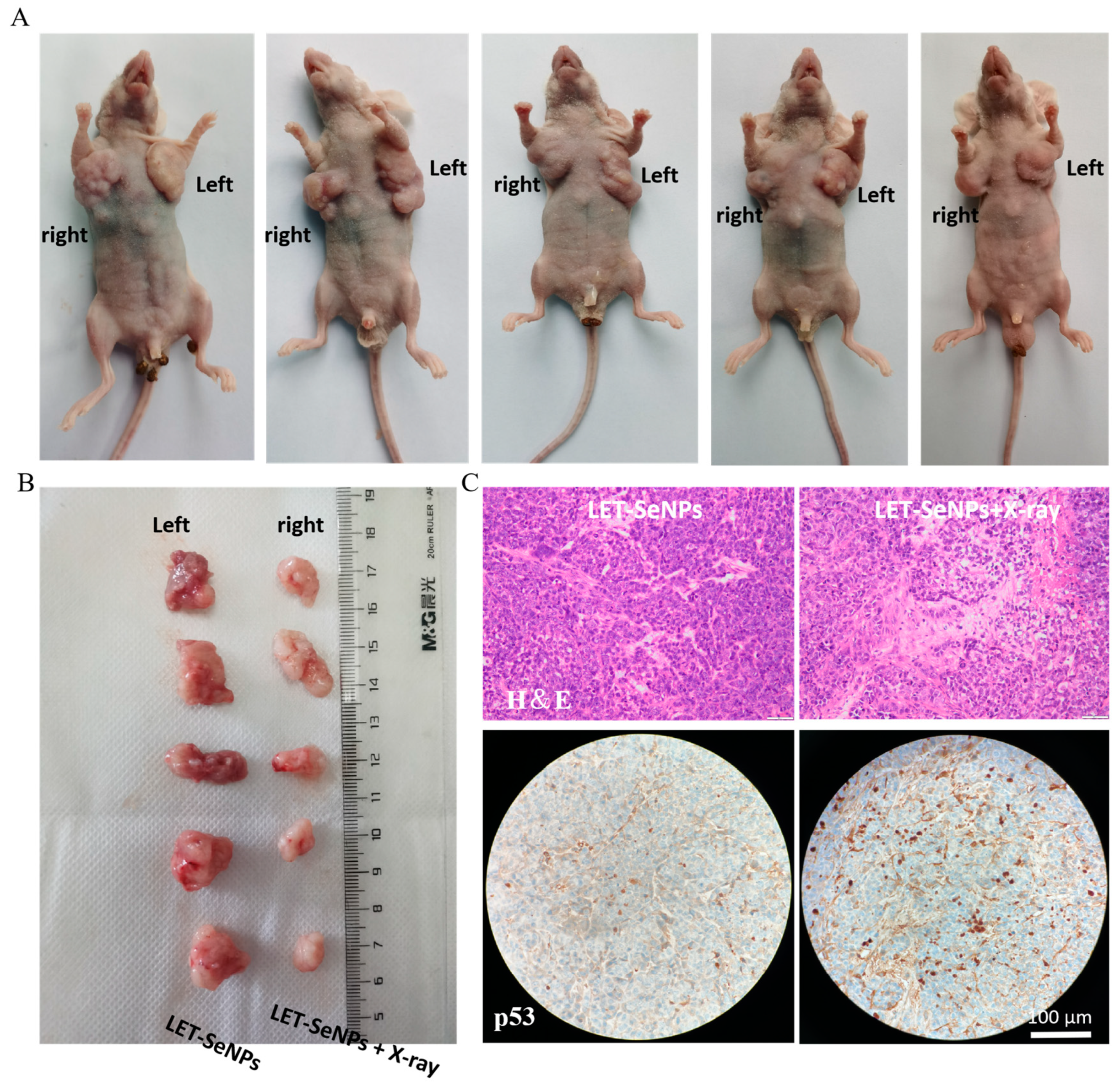 Pharmaceutics 16 01230 g008