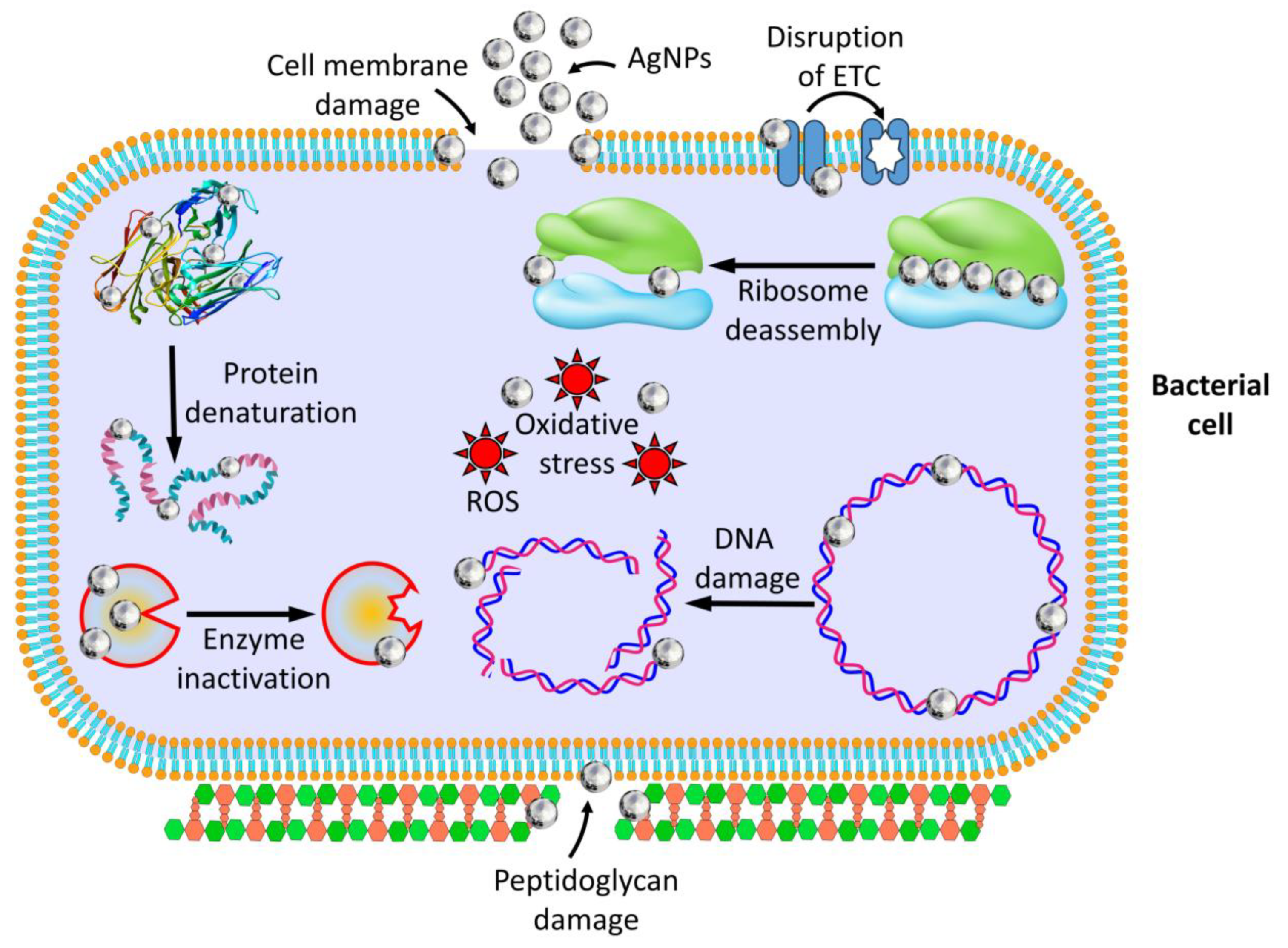 Pharmaceutics 16 01232 g005 Pharmaceutics 16 01232 g005