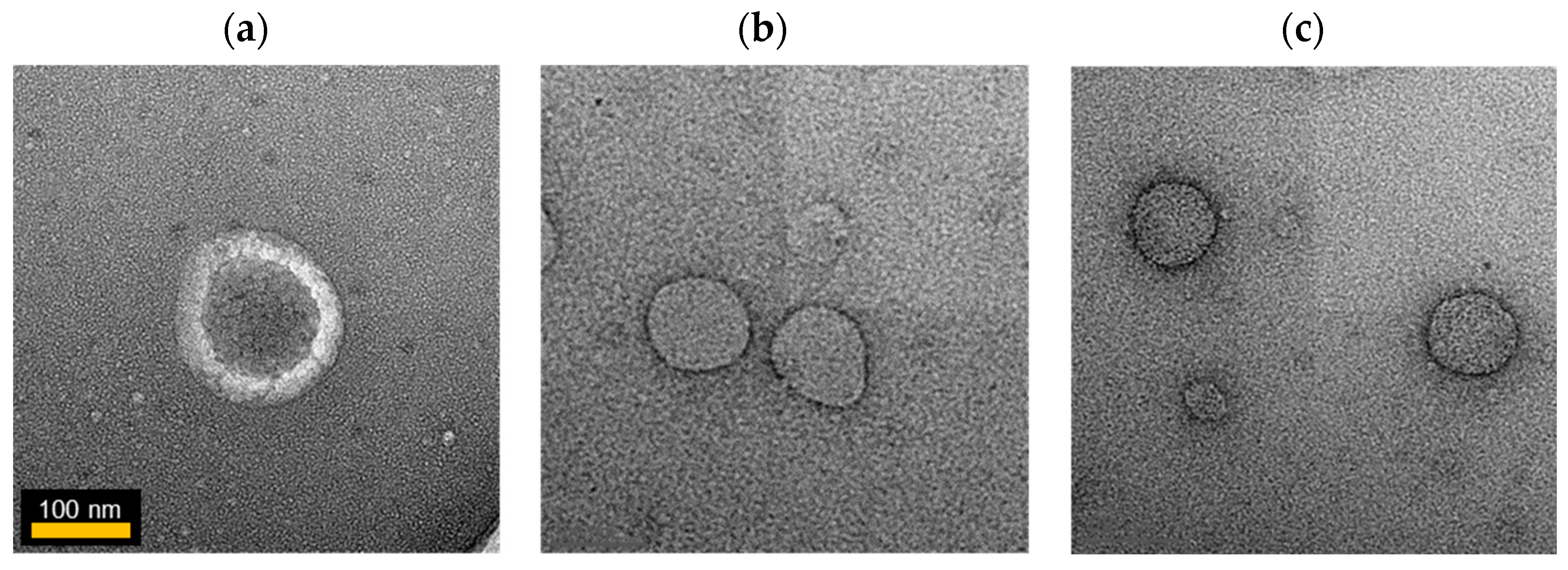 Pharmaceutics 16 01271 g003