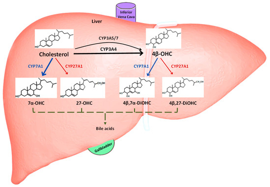 Applications of the Cholesterol Metabolite, 4β-Hydroxycholesterol, as a ...