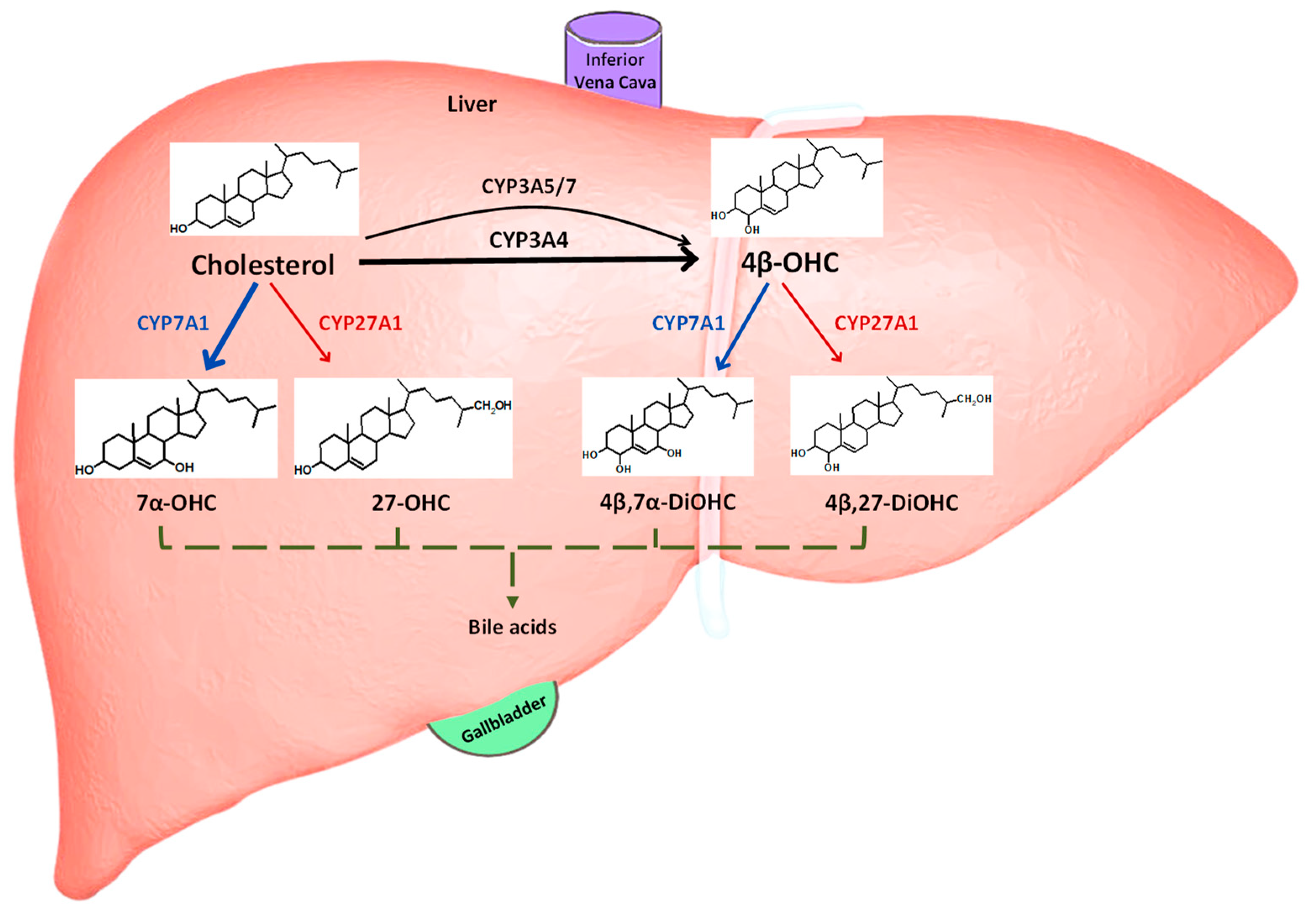 Pharmaceutics 16 01284 g001