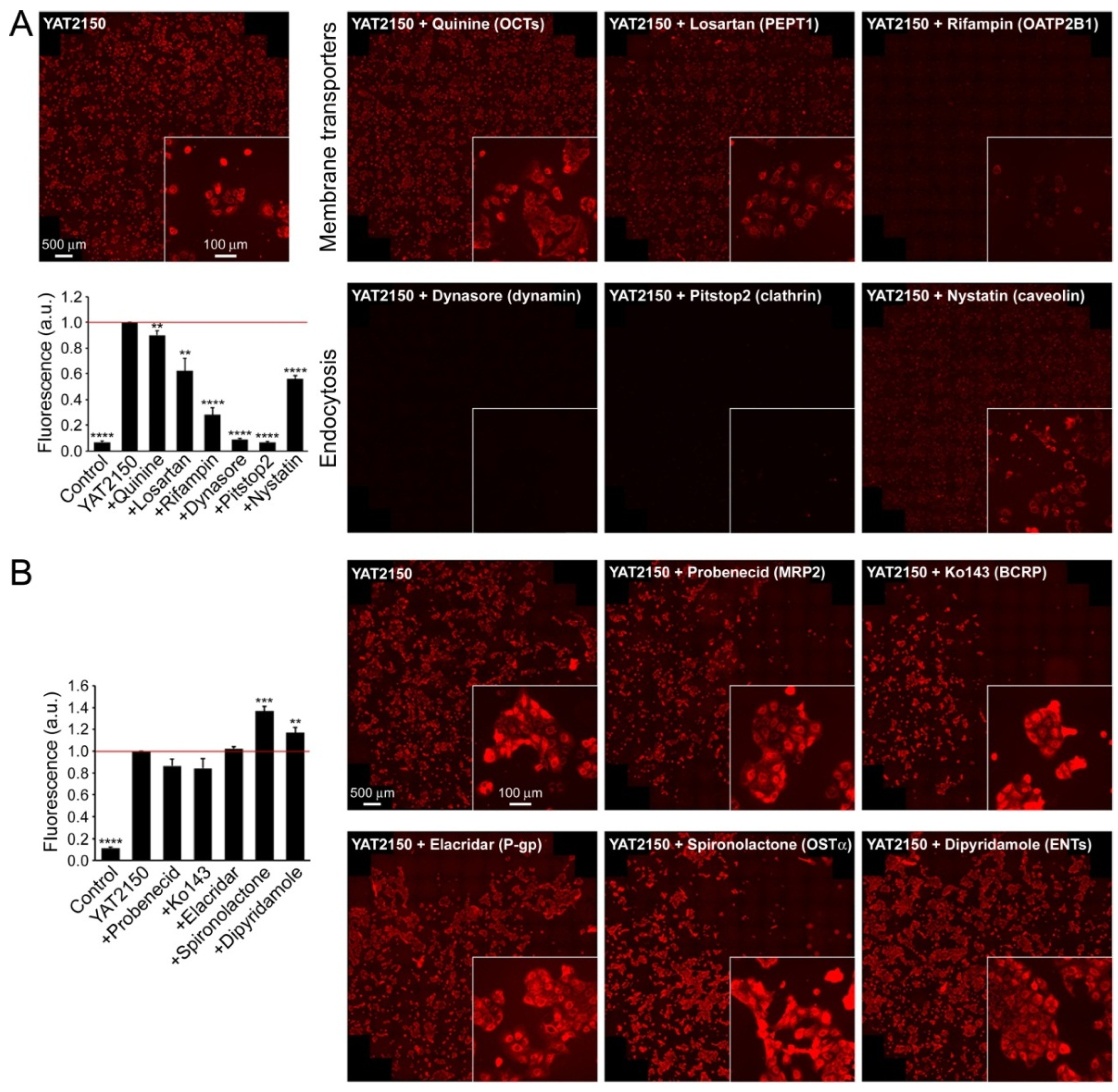 Pharmaceutics 16 01290 g004