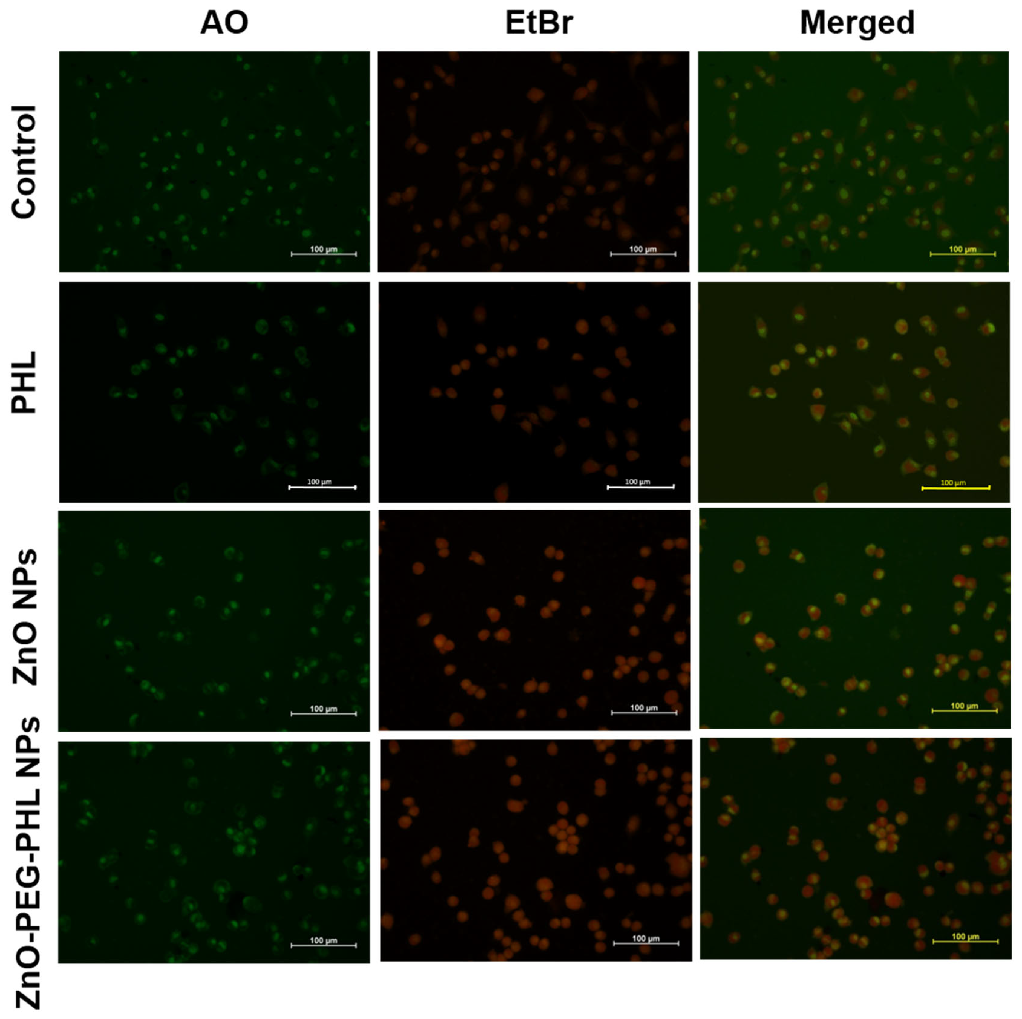 Pharmaceutics 16 01300 g008 Pharmaceutics 16 01300 g008