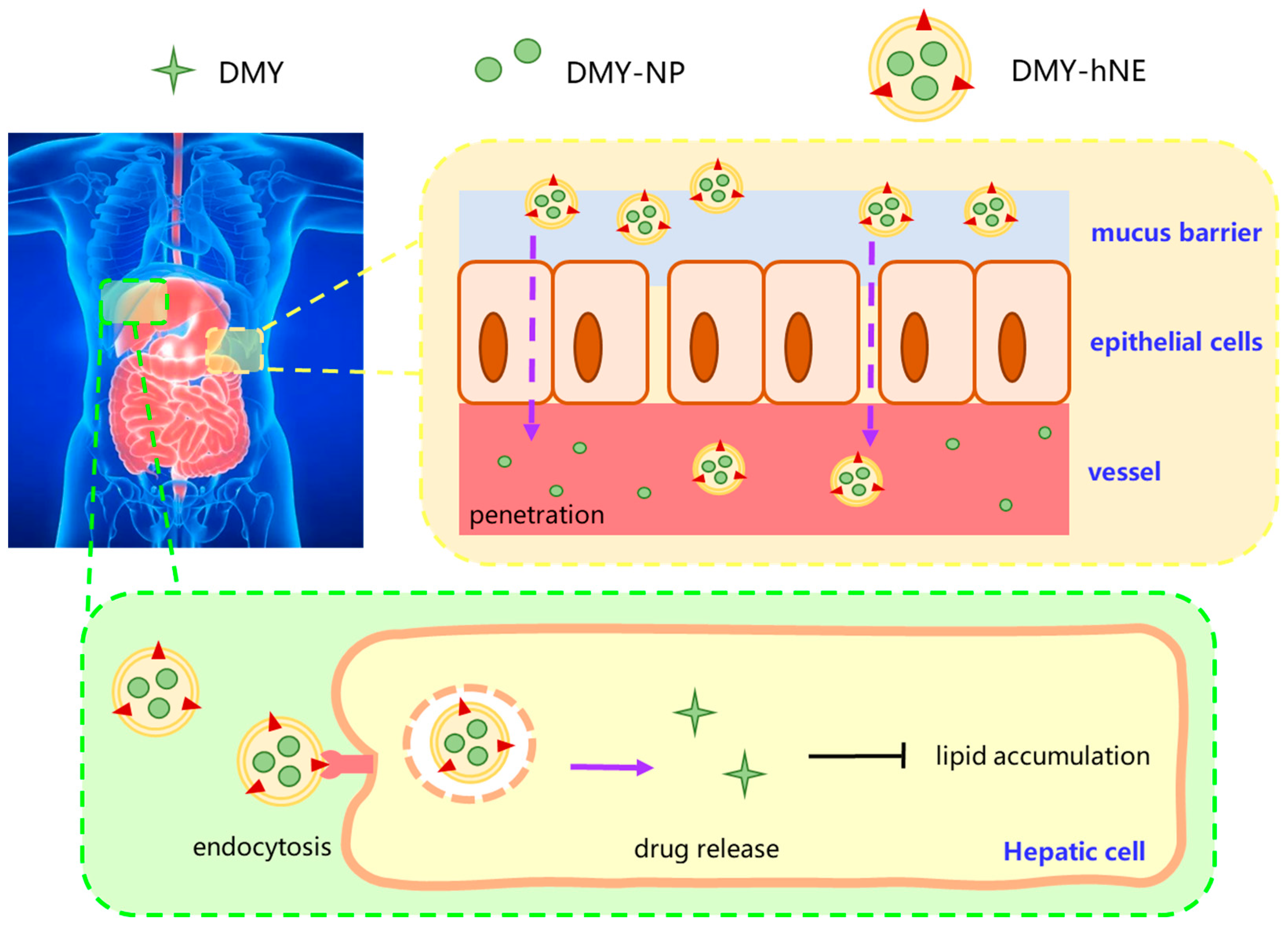 Pharmaceutics 16 01303 g001