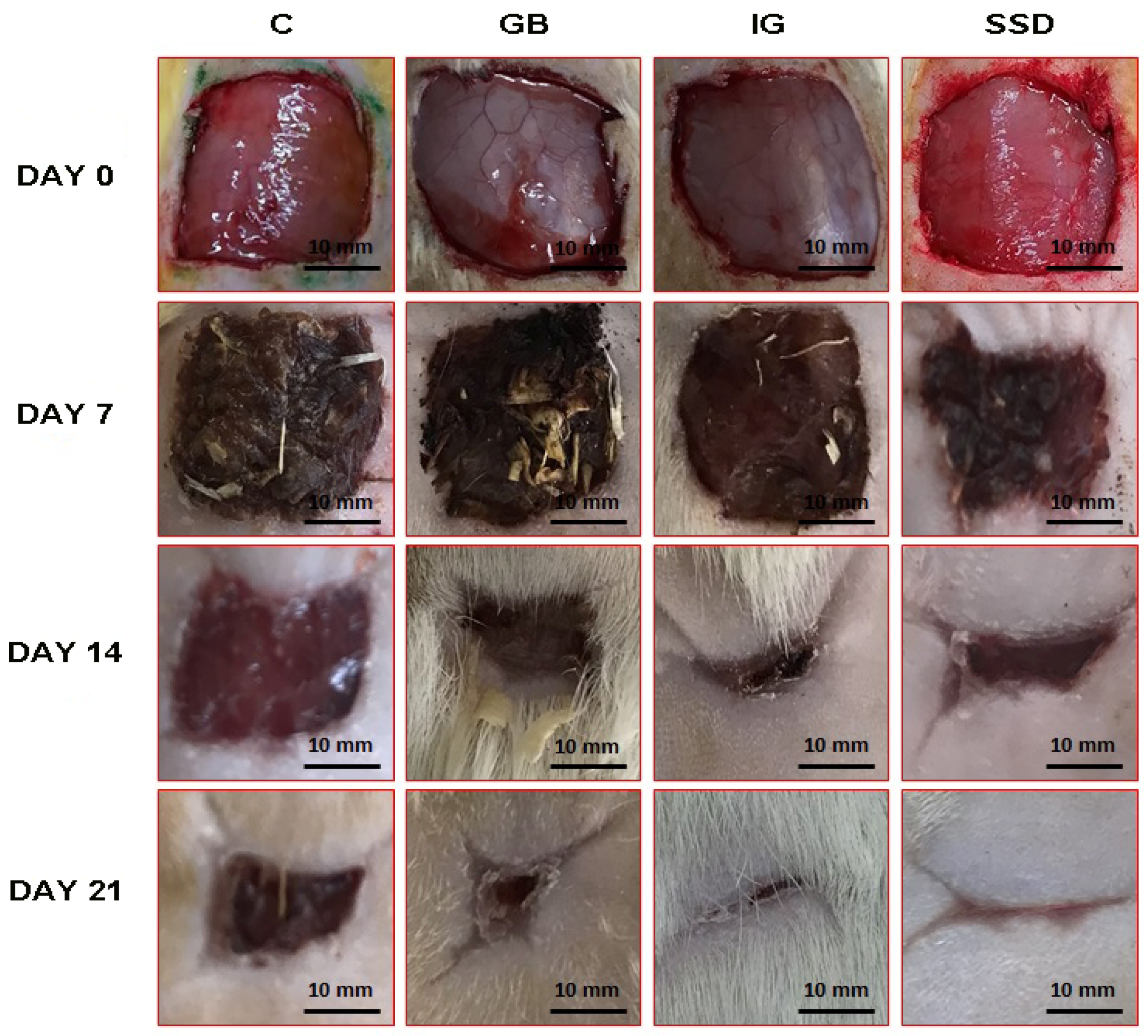 Pharmaceutics 16 01309 g003