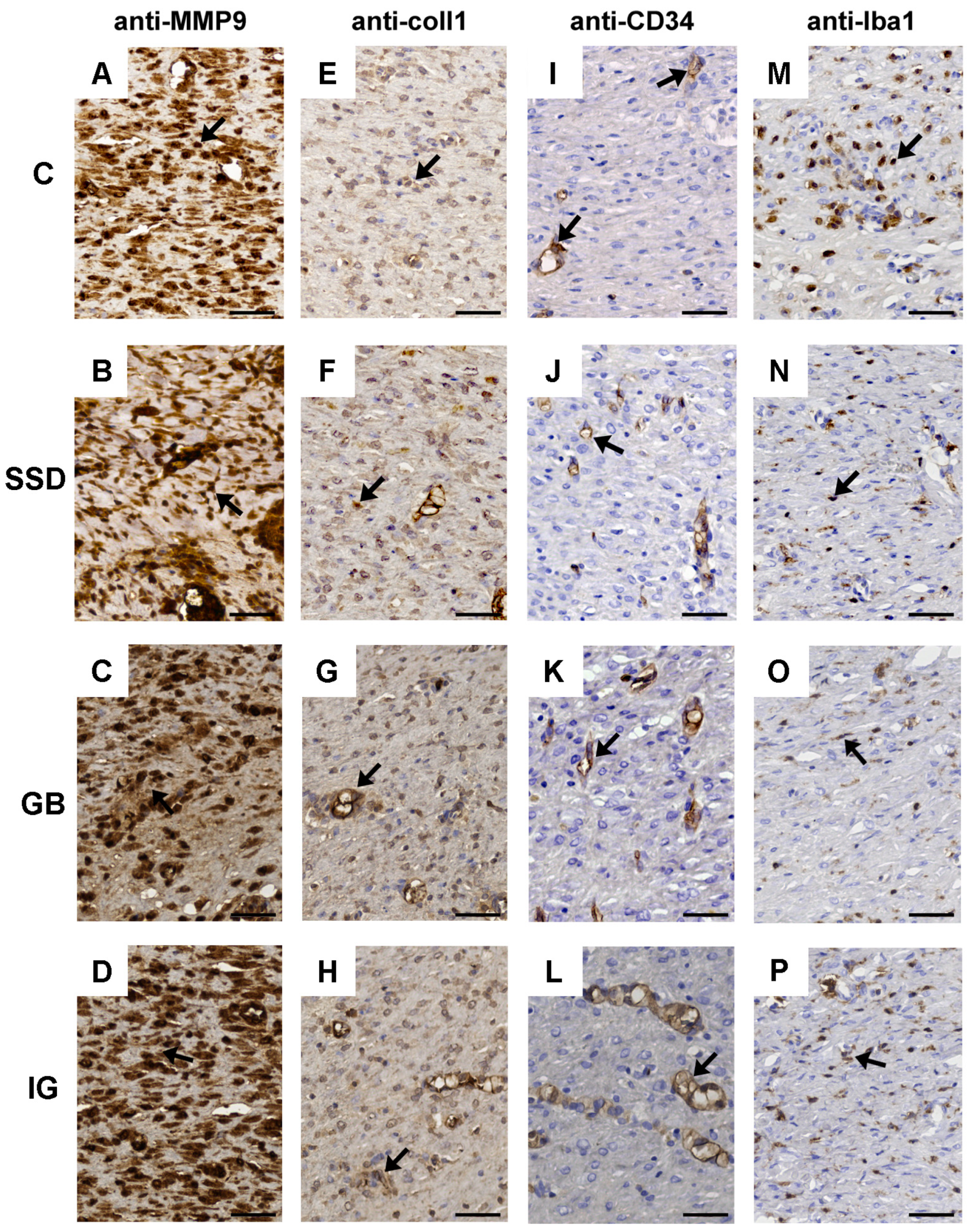 Pharmaceutics 16 01309 g009