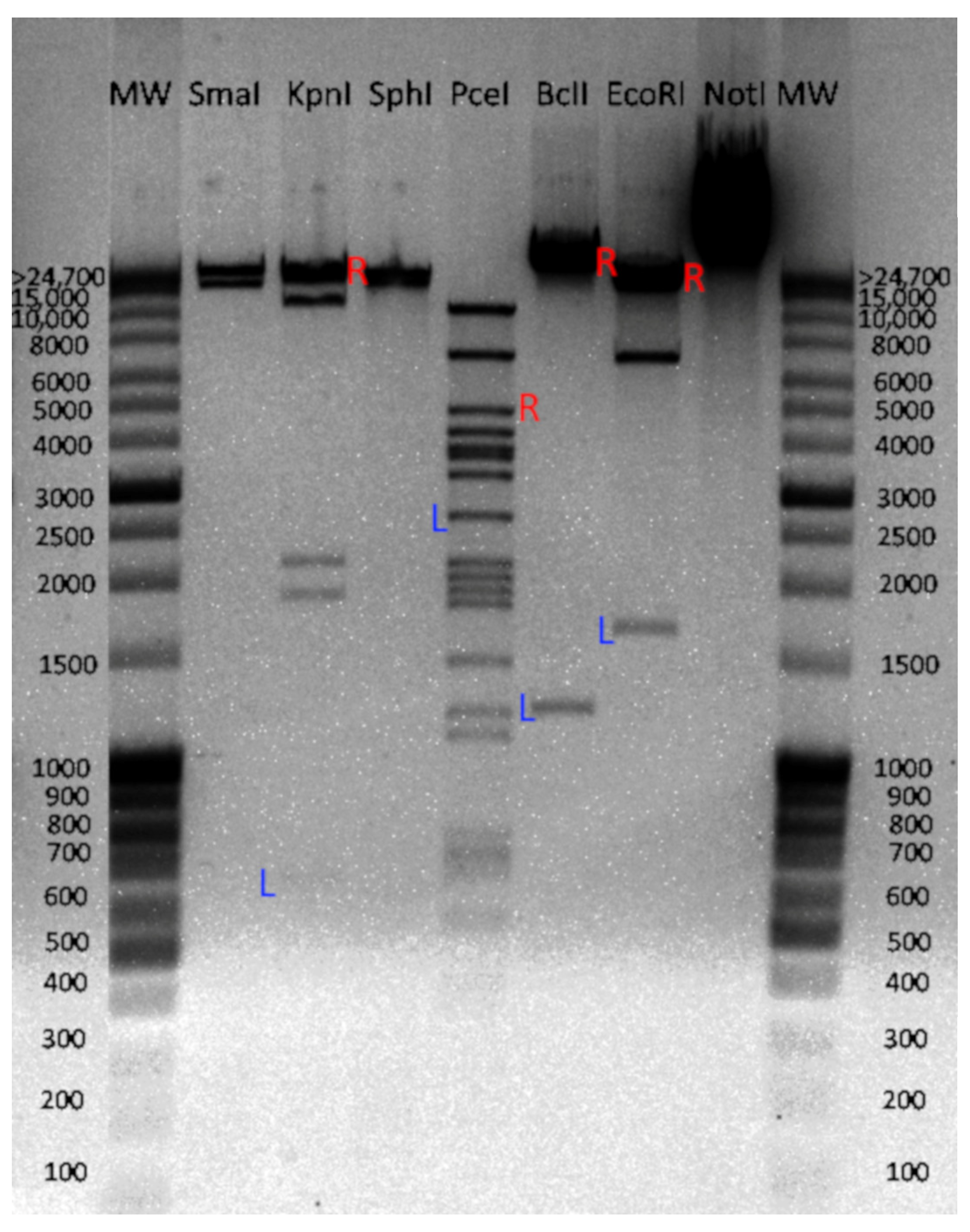 Pharmaceutics 16 01312 g002 Pharmaceutics 16 01312 g002