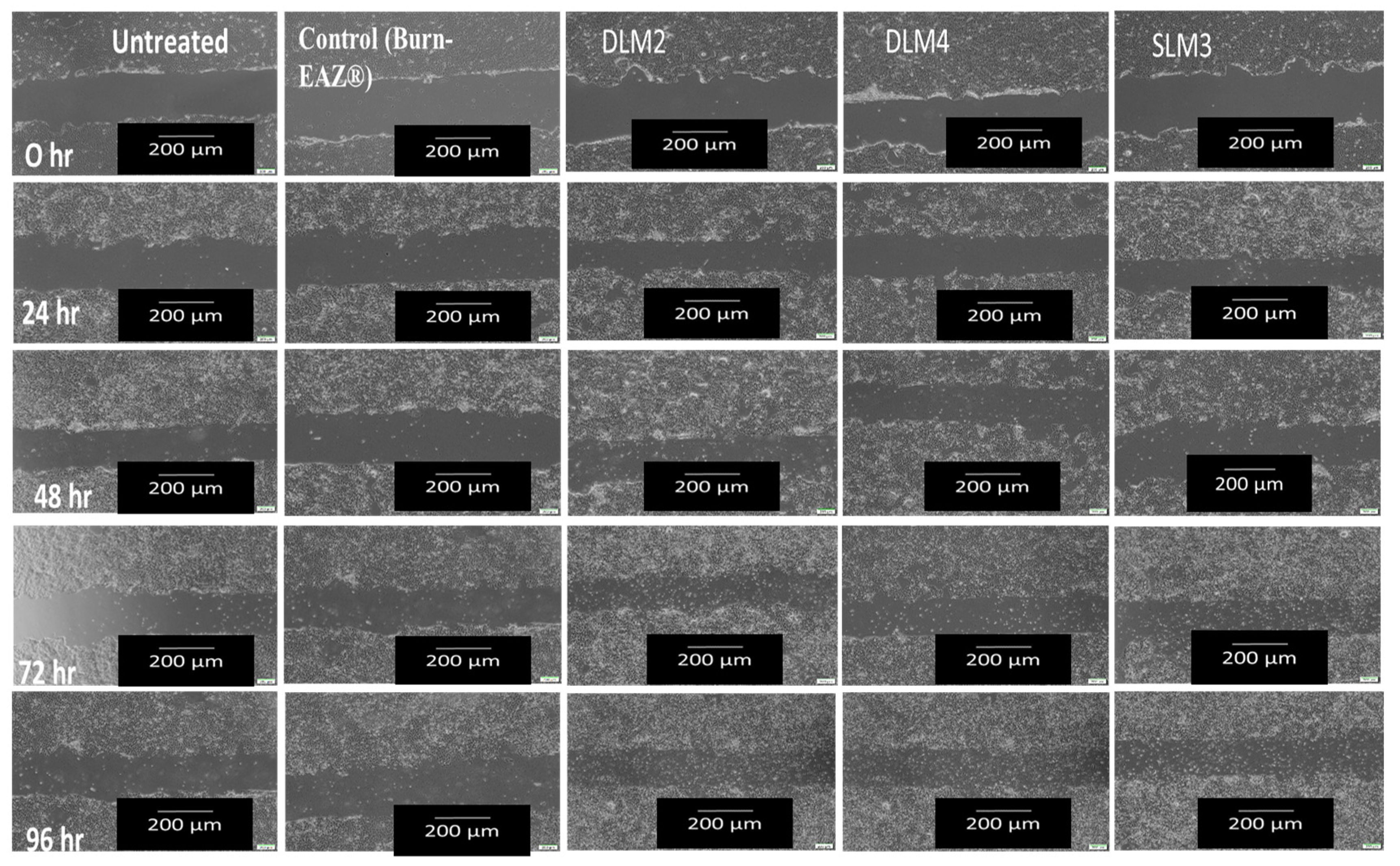 Pharmaceutics 16 01313 g006