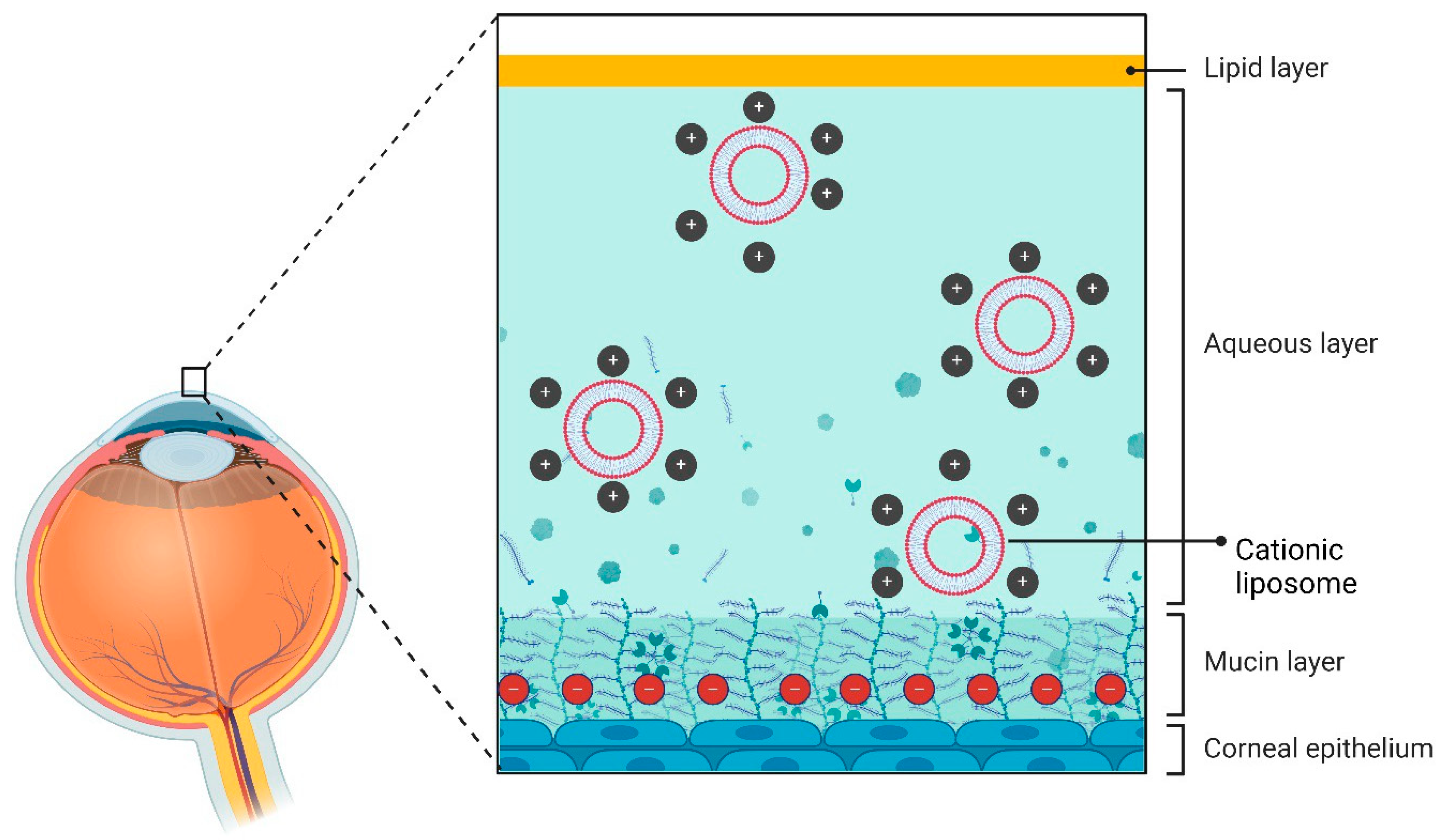 Pharmaceutics 16 01325 g002