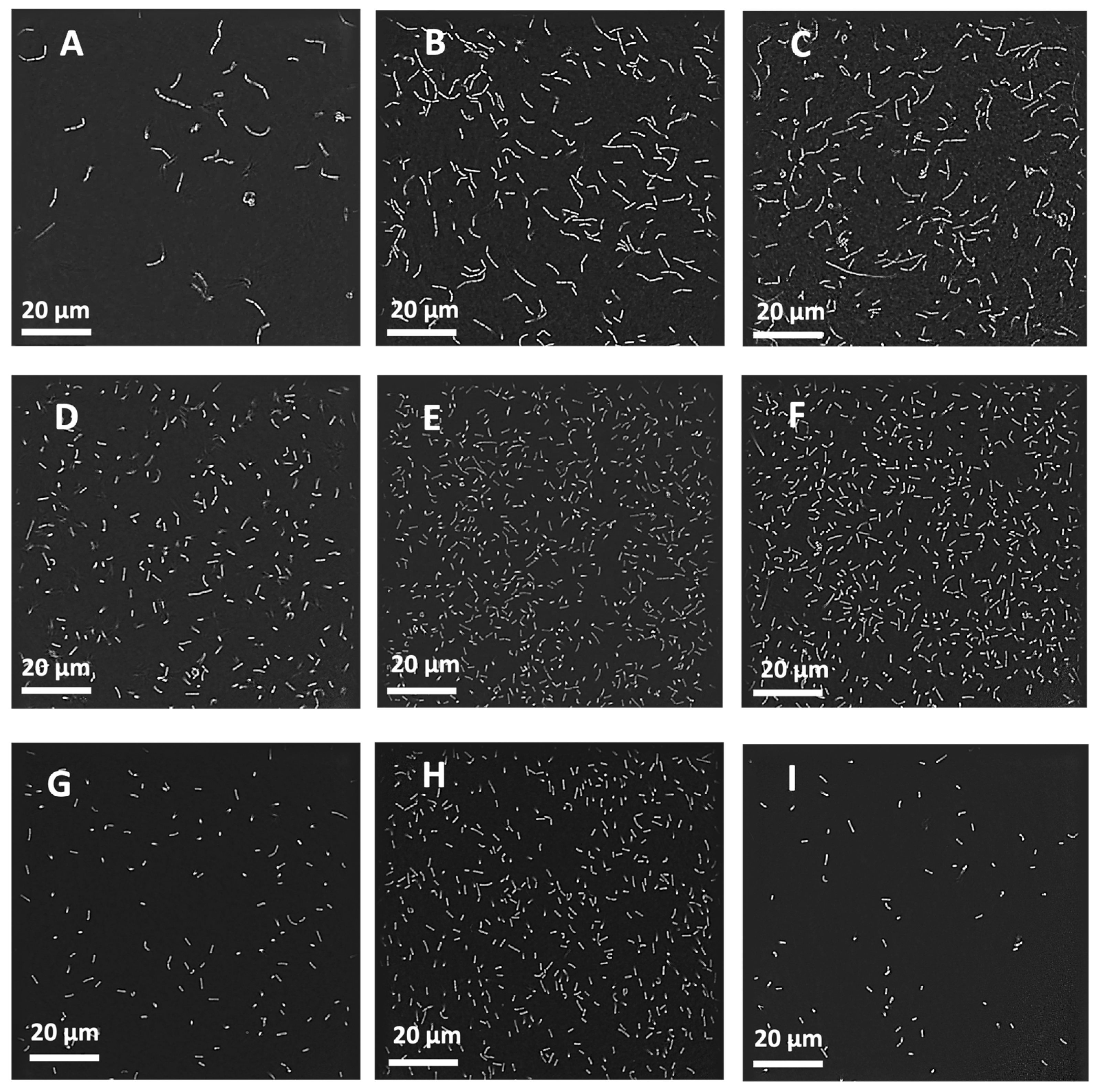 Pharmaceutics 16 01326 g010