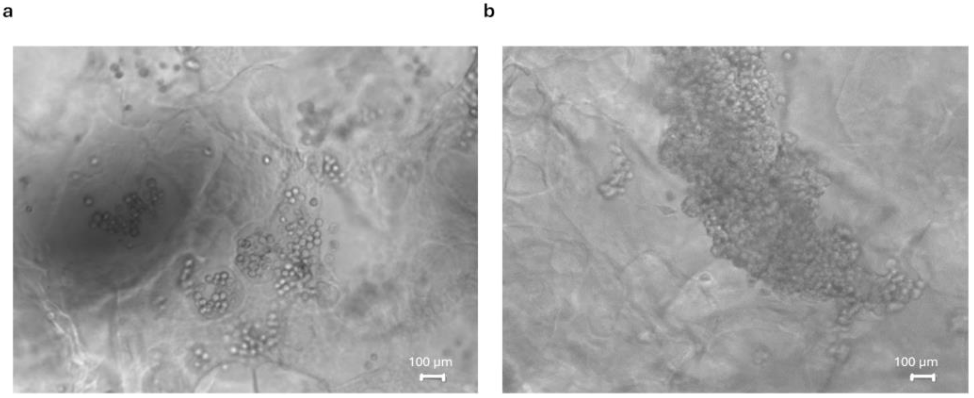 Pharmaceutics 16 01341 g016