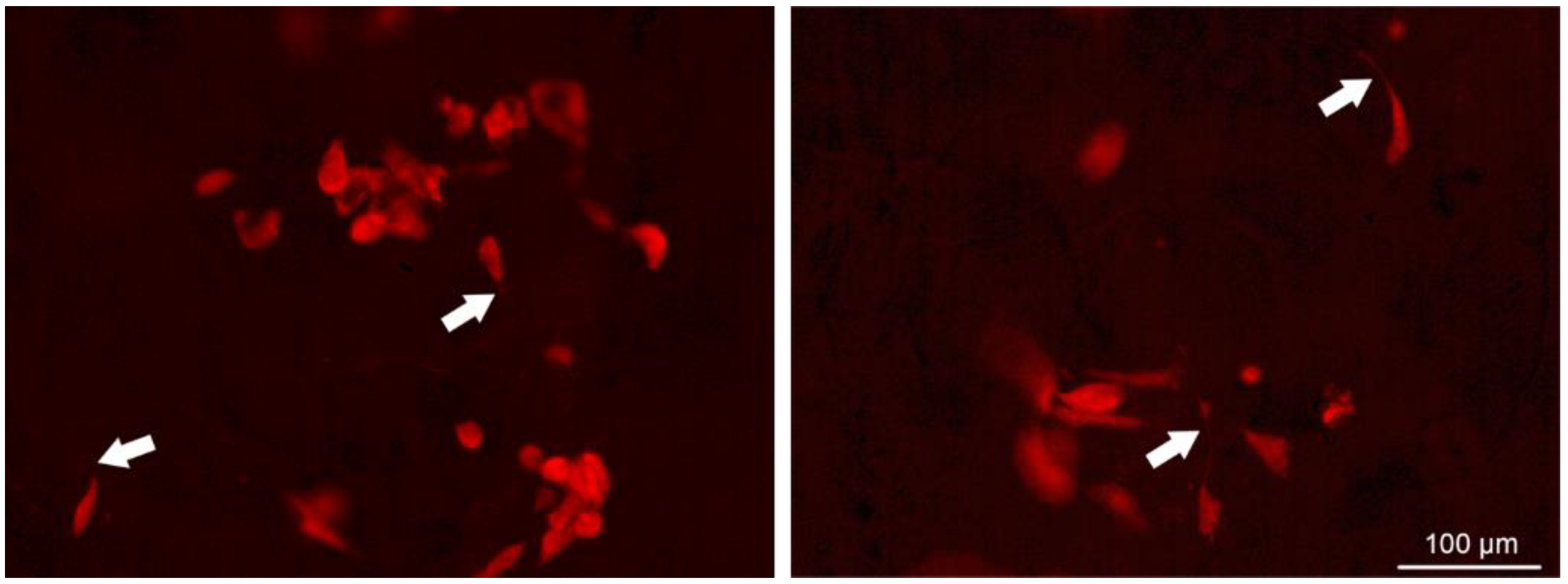 Pharmaceutics 16 01341 g018