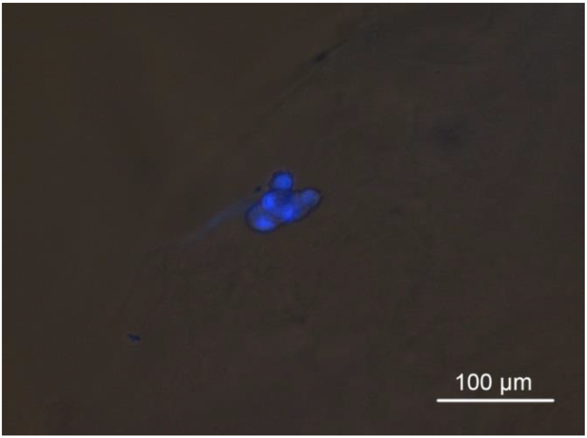 Pharmaceutics 16 01341 g019