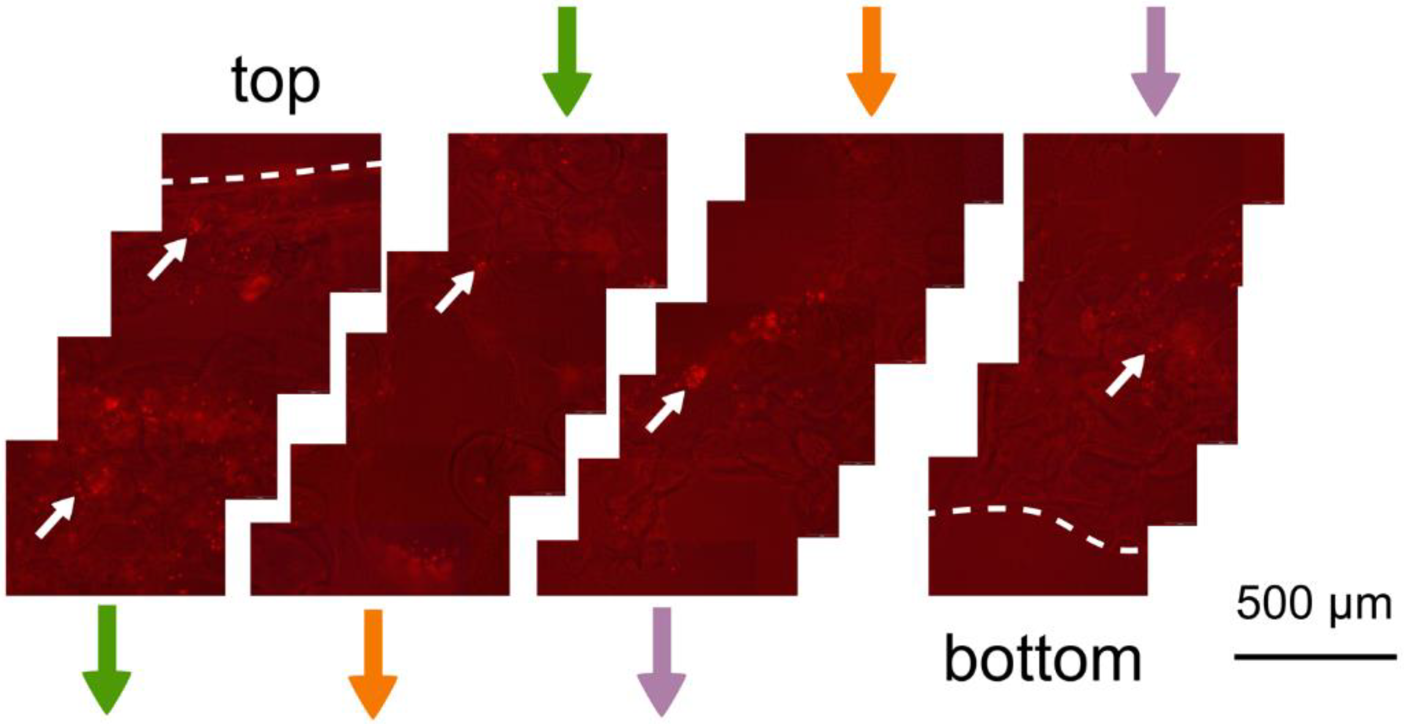 Pharmaceutics 16 01341 g020