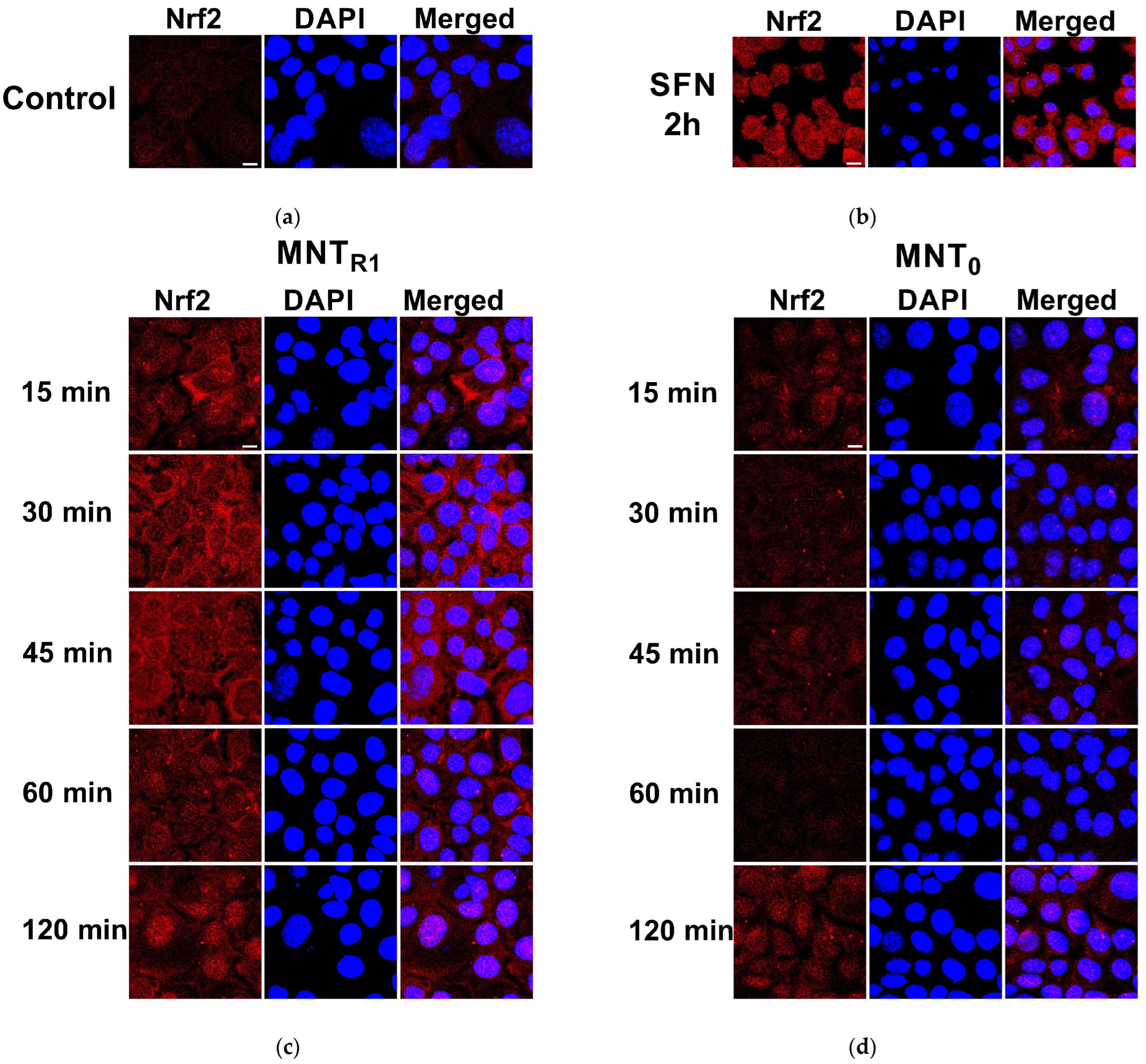 Pharmaceutics 16 01345 g001
