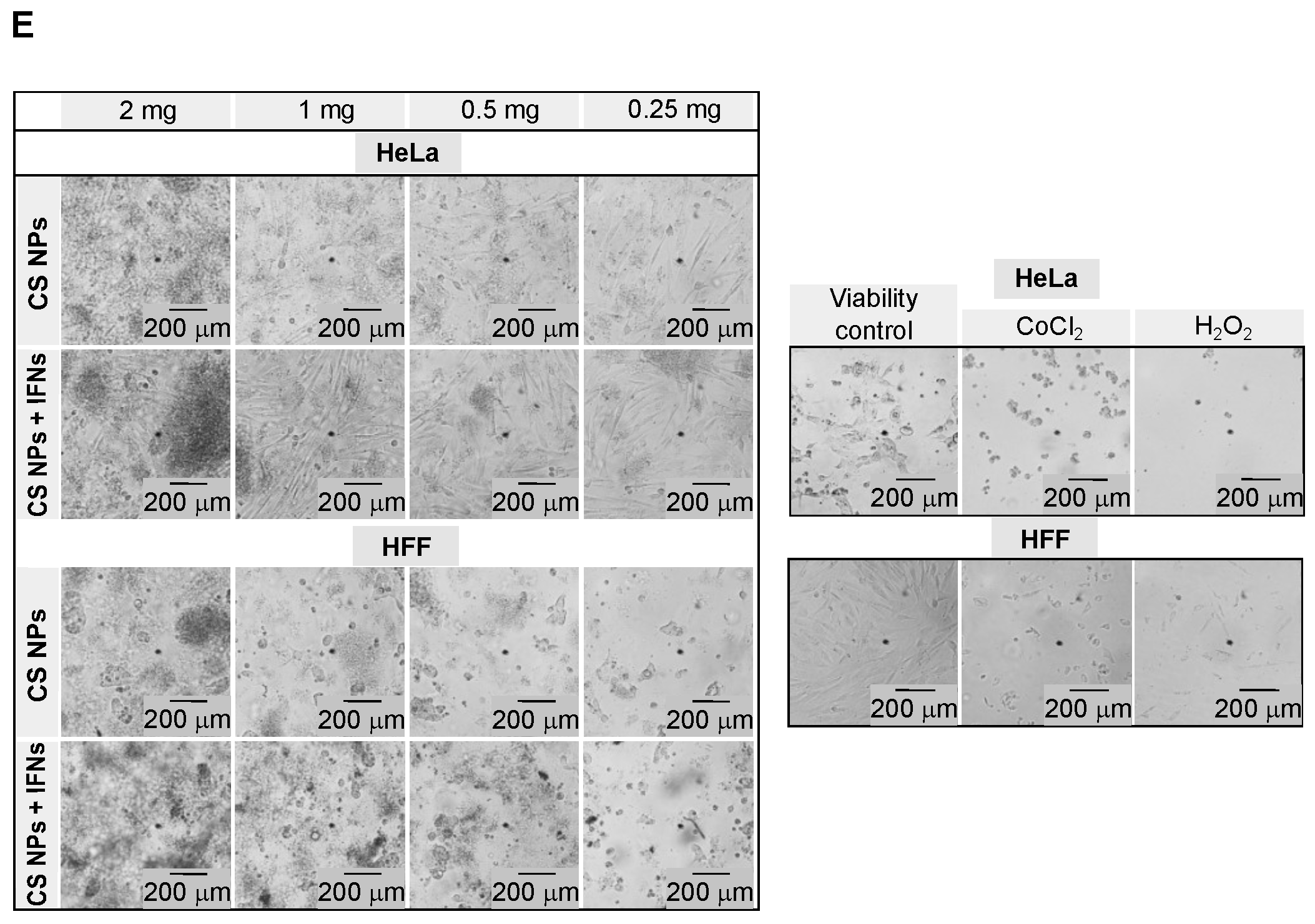 Pharmaceutics 16 01349 g003b Pharmaceutics 16 01349 g003b