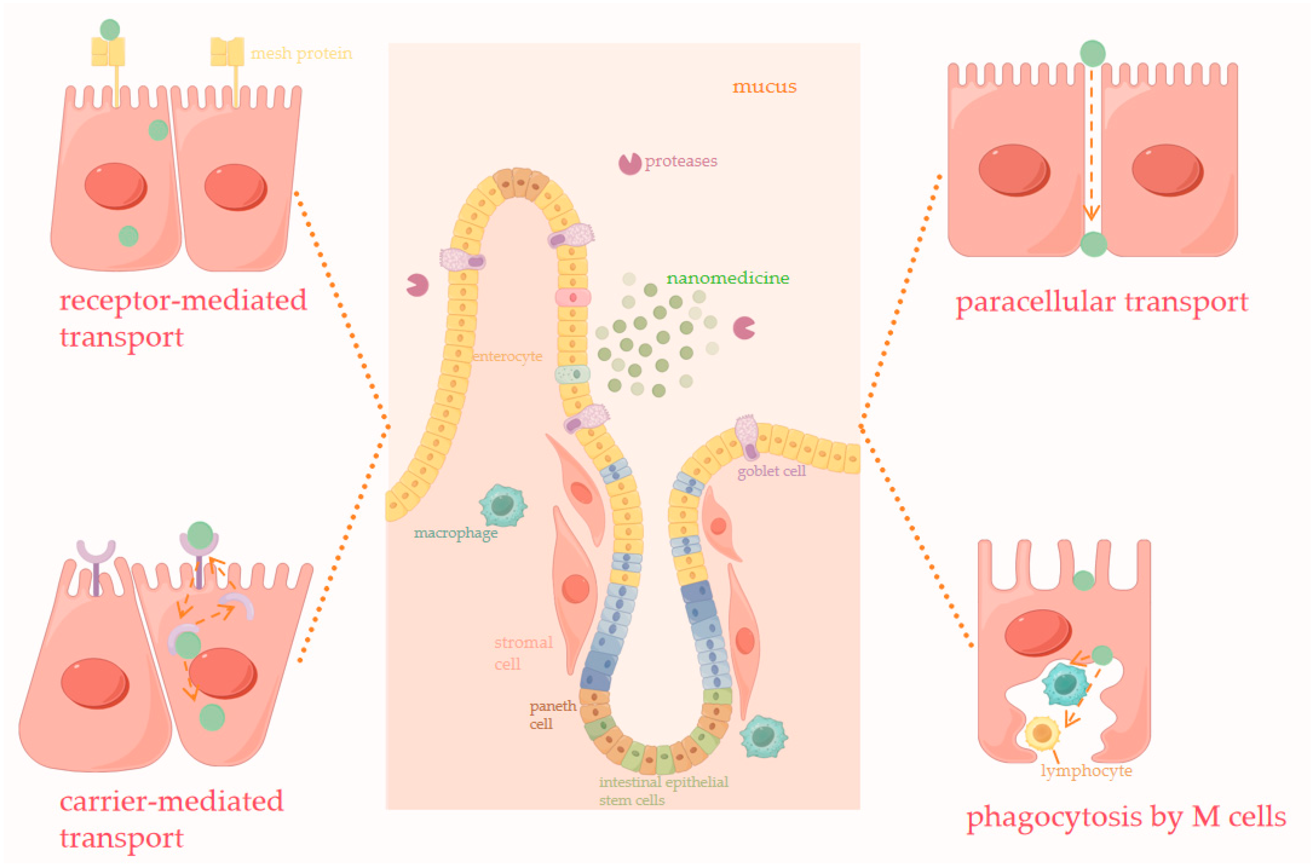 Pharmaceutics 16 01353 g003