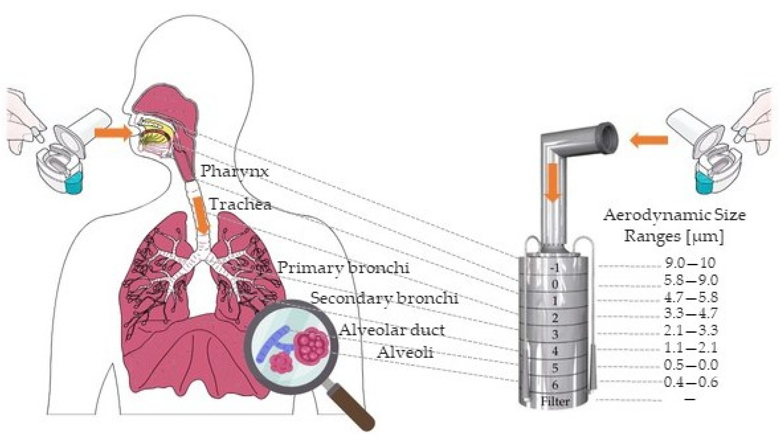 Pharmaceutics 16 01361 g004