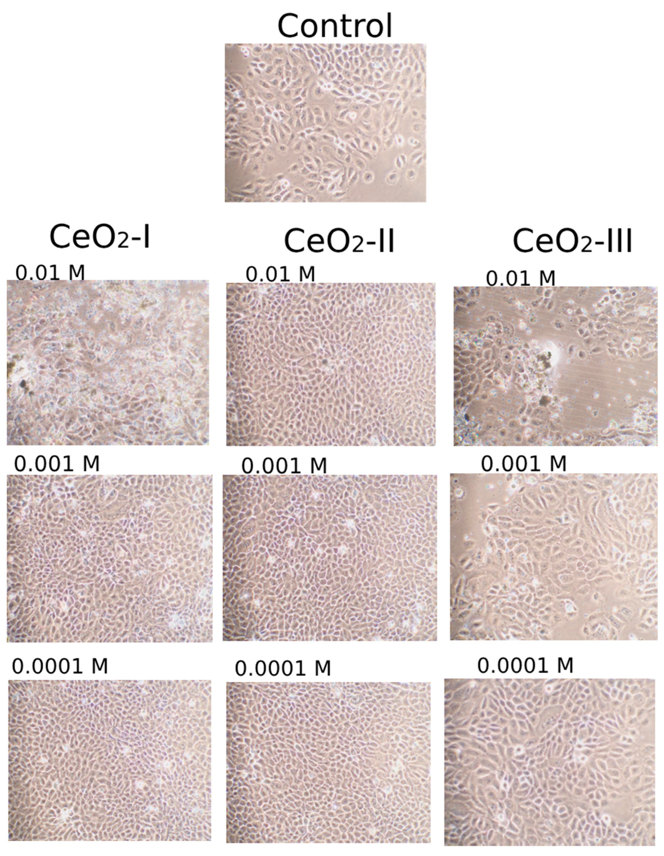 Pharmaceutics 16 01365 g019