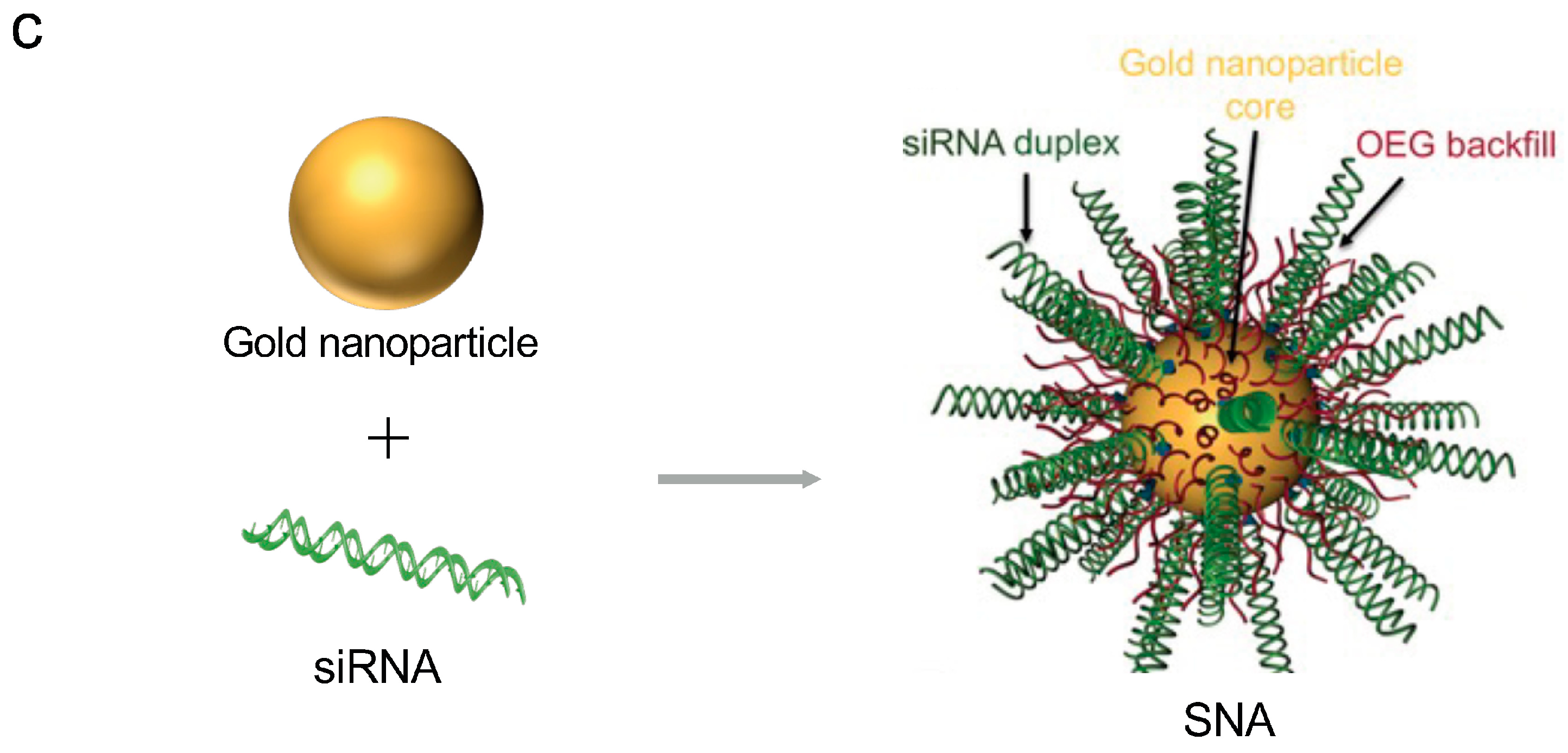 Pharmaceutics 16 01367 g005b
