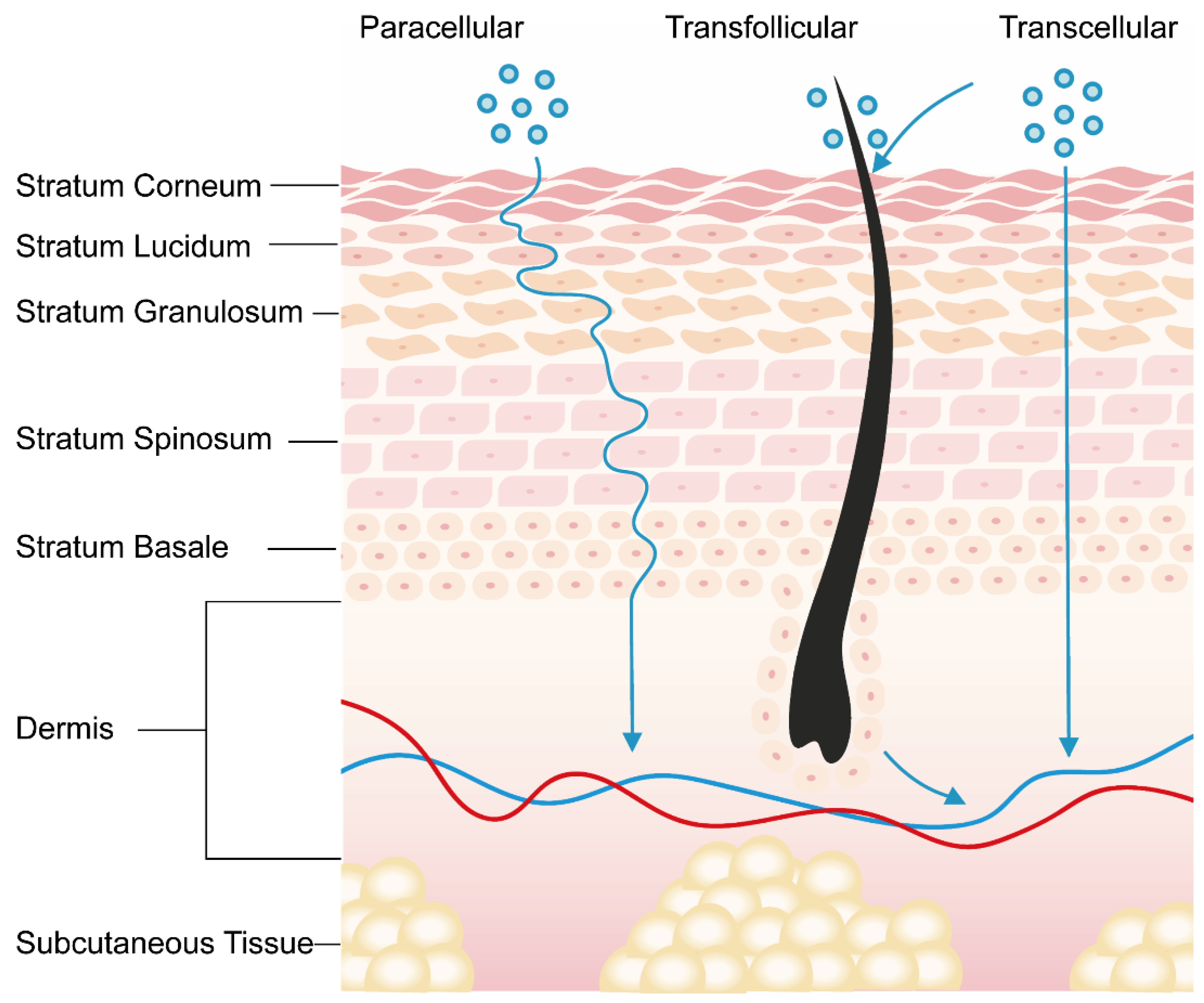 Pharmaceutics 16 01384 g001