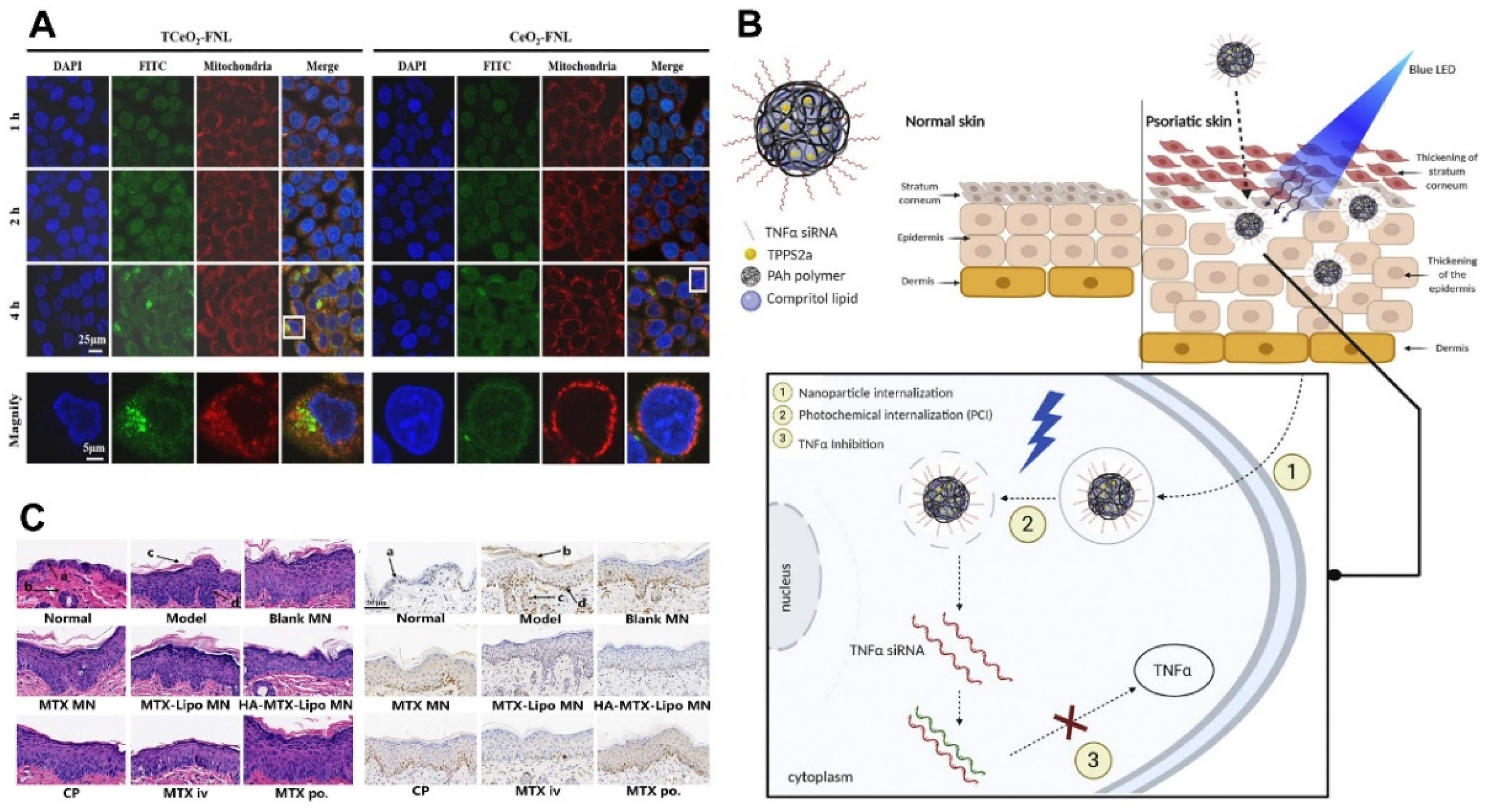 Pharmaceutics 16 01384 g004